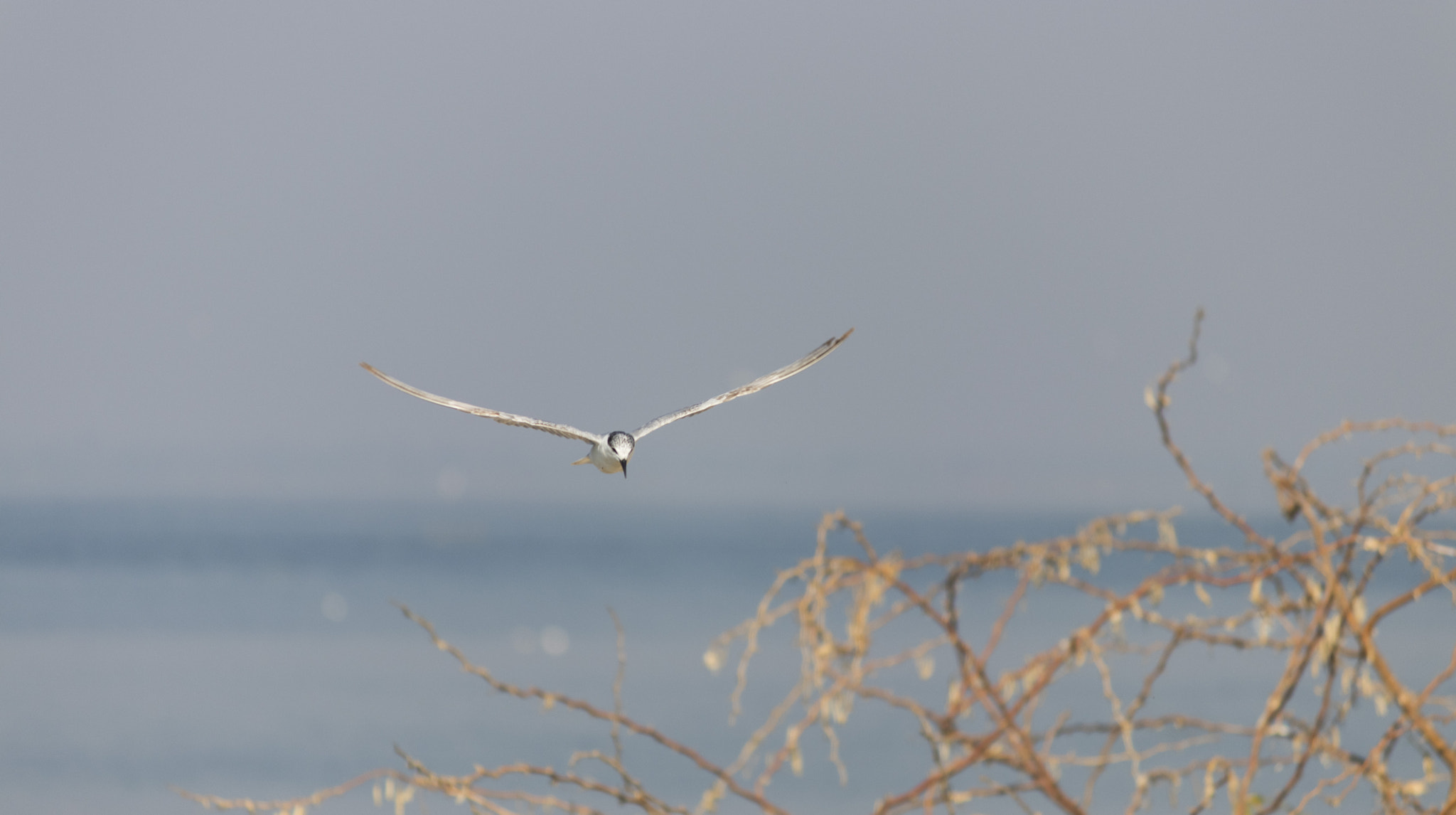 Canon EF-S 55-250mm F4-5.6 IS II sample photo. Fly photography