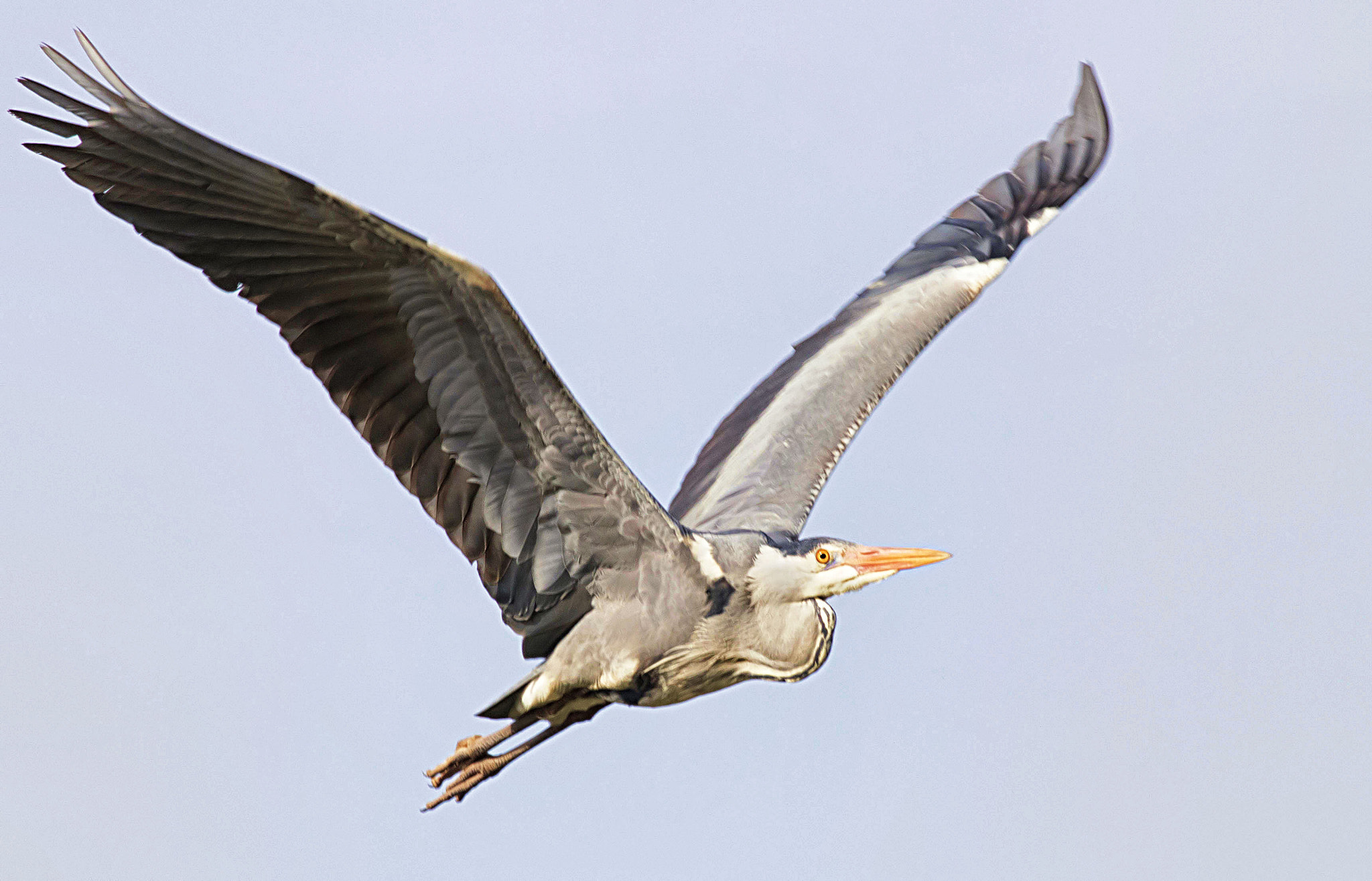 Canon EOS 7D Mark II sample photo. Blue heron photography