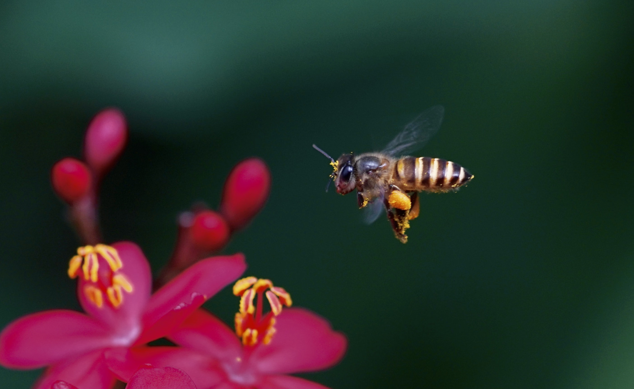 Sony FE 90mm F2.8 Macro G OSS sample photo. Flying bee photography
