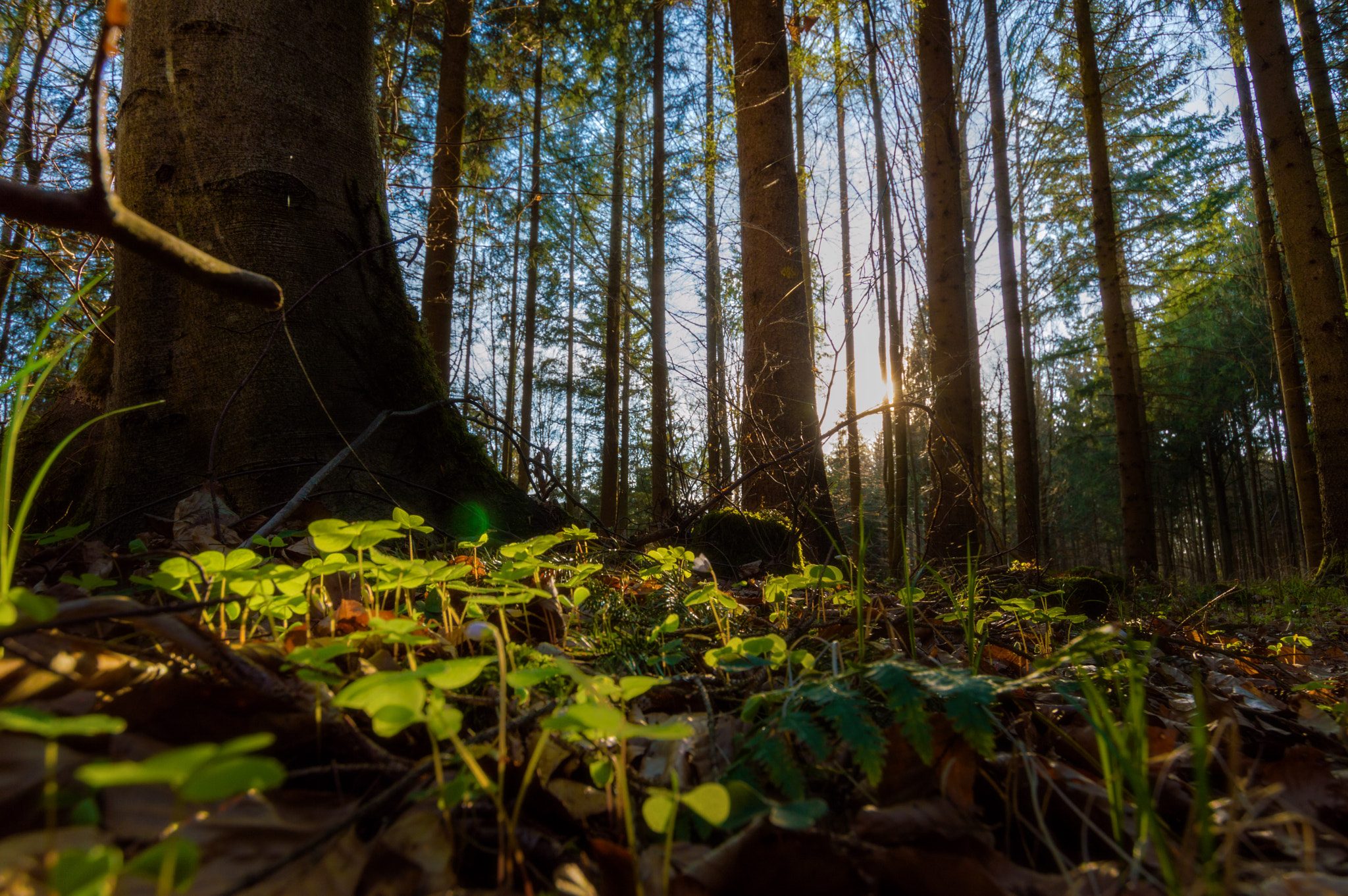 Nikon D3200 sample photo. Clover at the forest floor photography