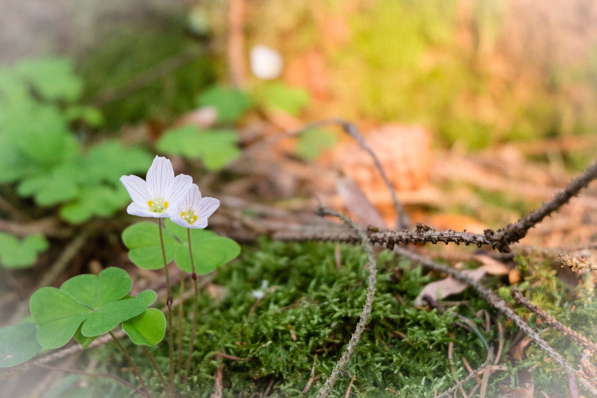 Fujifilm X-M1 sample photo. Zartheit des waldes photography