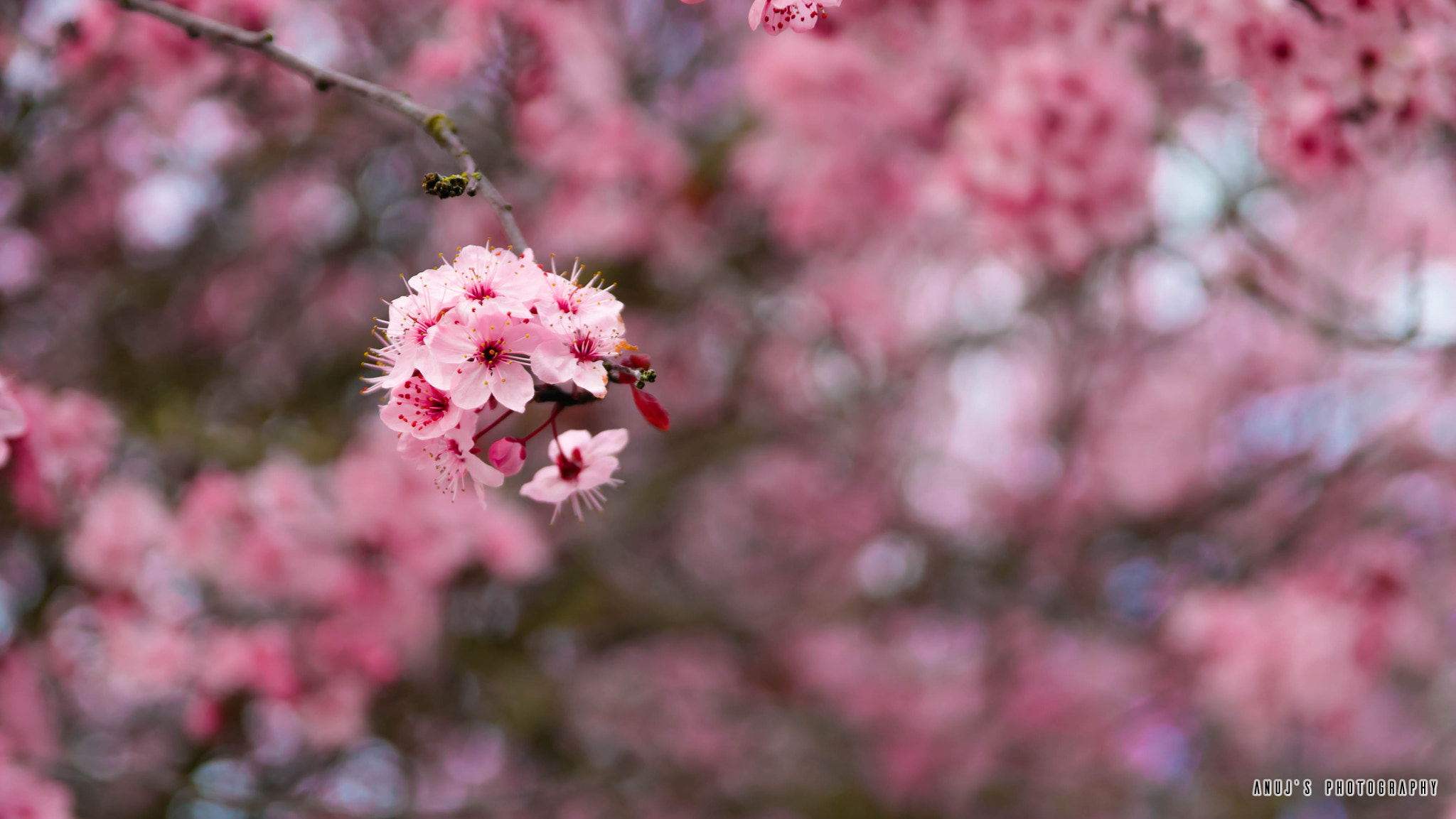 Canon EOS 70D + Sigma 17-70mm F2.8-4 DC Macro OS HSM sample photo. Cherry blossoms photography
