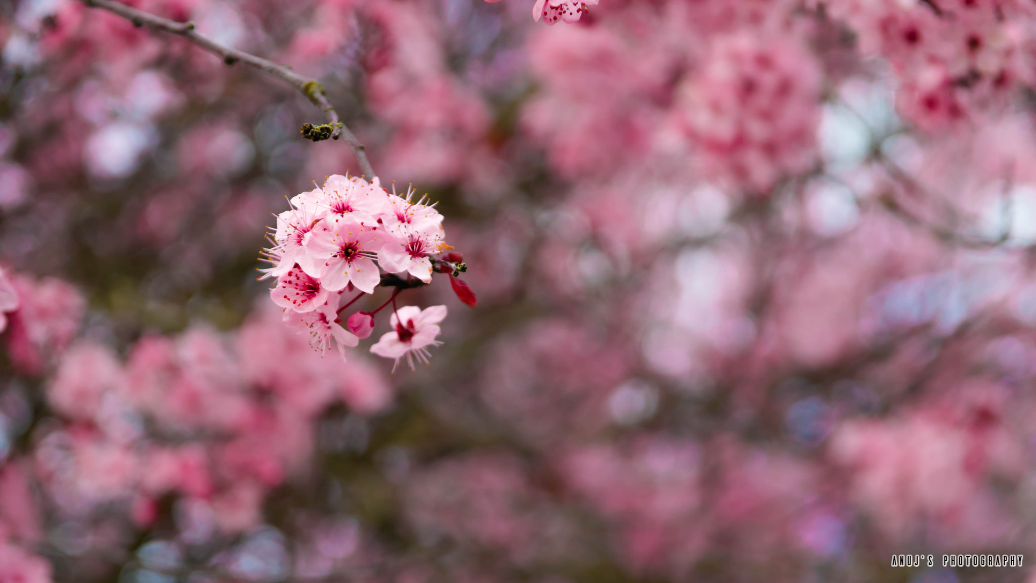 Sigma 17-70mm F2.8-4 DC Macro OS HSM sample photo. Cherry blossoms photography