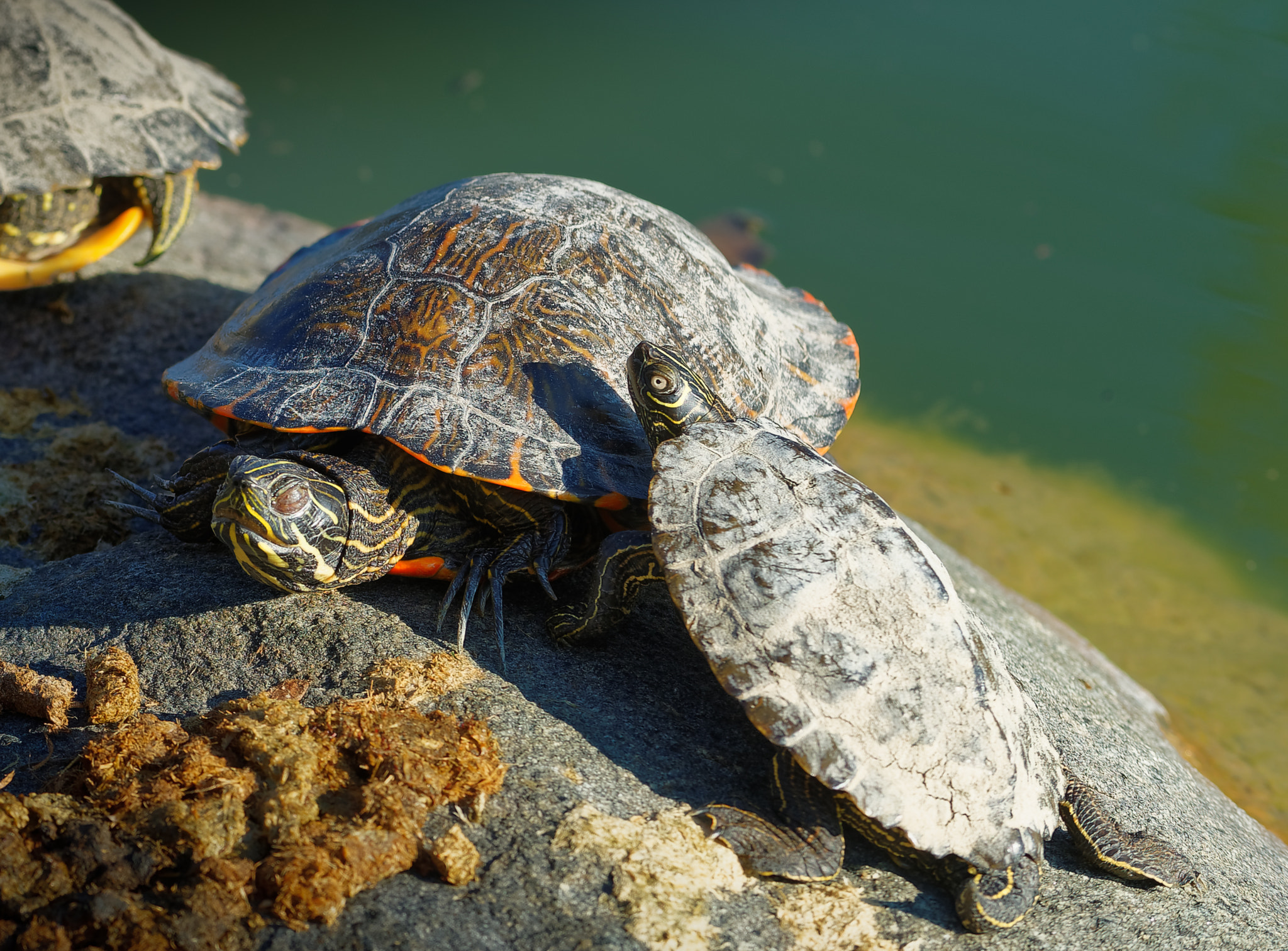 Sony a7 II + Canon EF 80-200mm f/2.8L sample photo. Two turtles photography