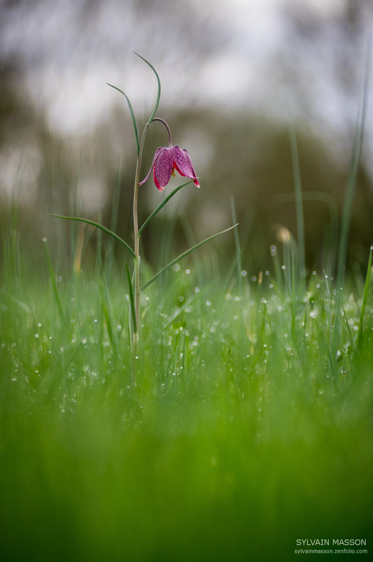 Pentax K-3 + Tamron SP AF 90mm F2.8 Di Macro sample photo. Douceur printannière photography