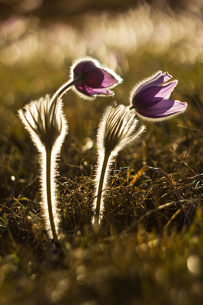 Canon EF 35-80mm f/4-5.6 sample photo. Pulsatilla slavica photography