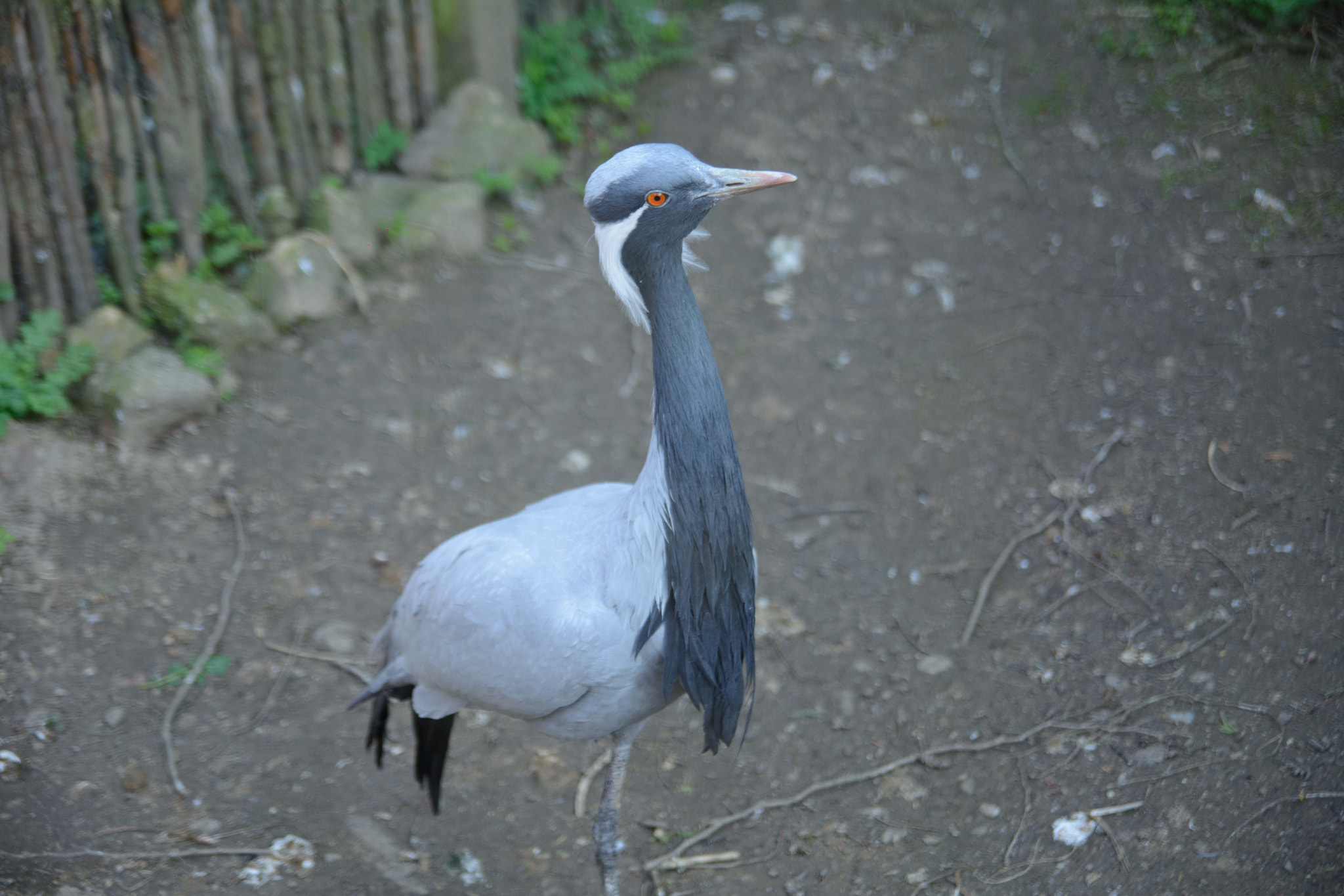 Nikon D7100 sample photo. Demoiselle crane #1 photography