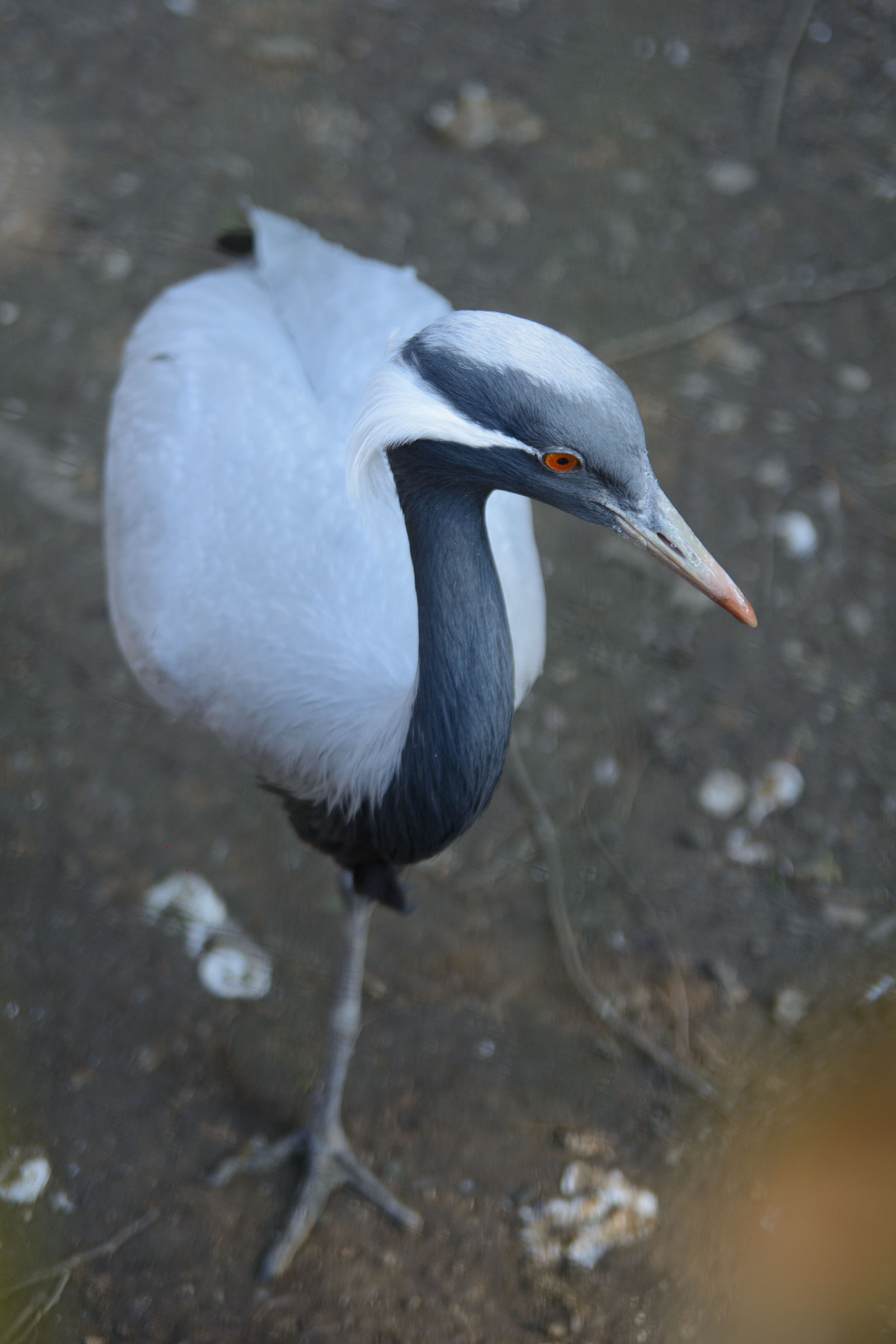 Nikon D7100 sample photo. Demoiselle crane #2 photography