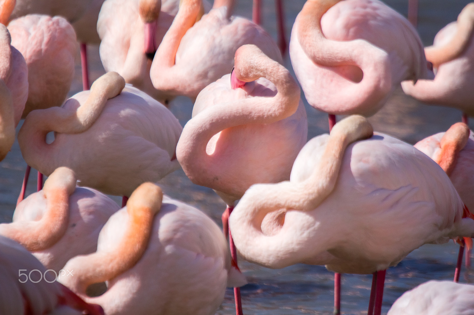 Canon EF 100-400mm F4.5-5.6L IS USM sample photo. Pink flamingos sleeping photography