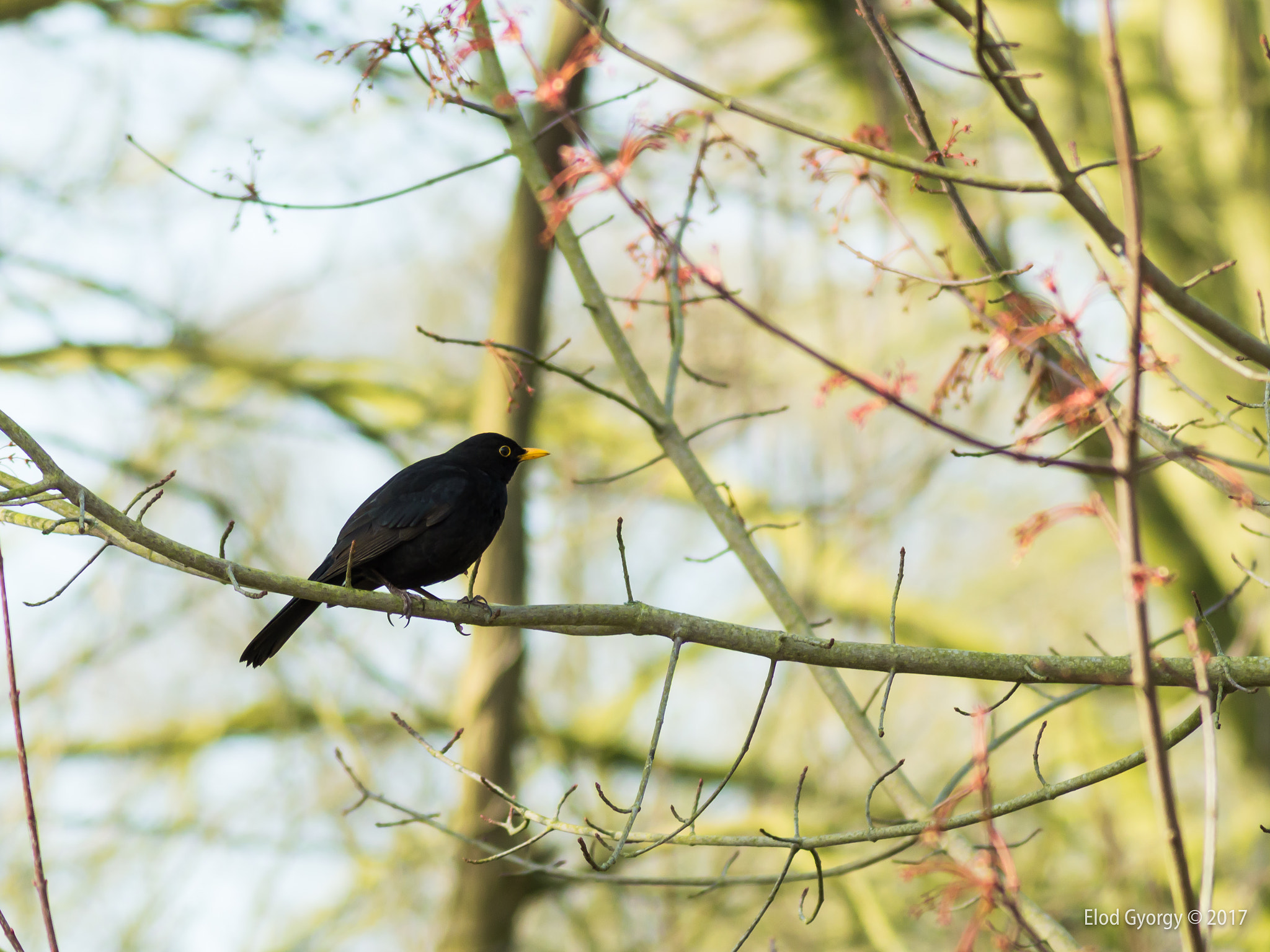 Nikon D3200 sample photo. Turdus merula photography