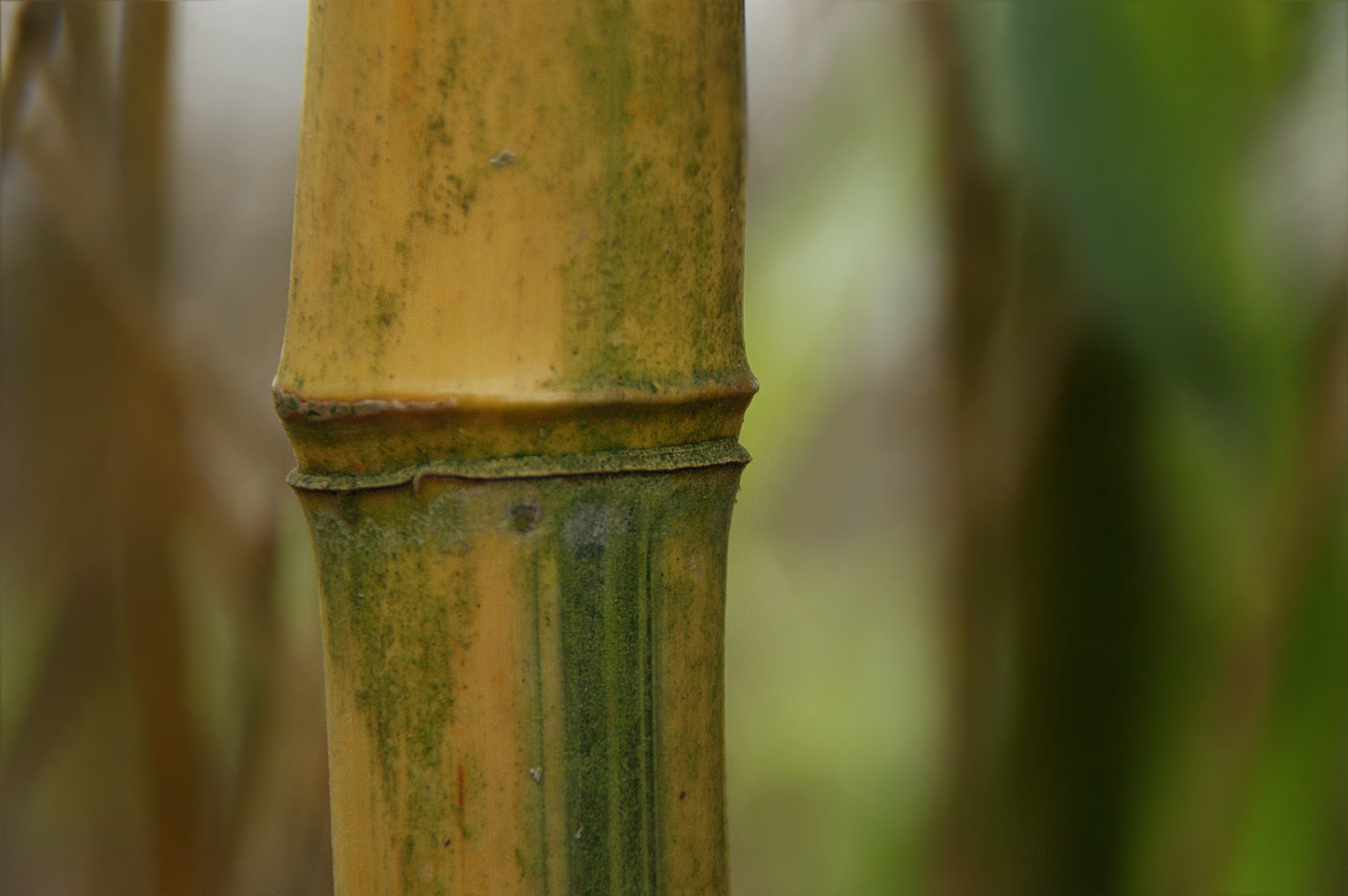 Sony DT 18-200mm F3.5-6.3 sample photo. Bambus photography