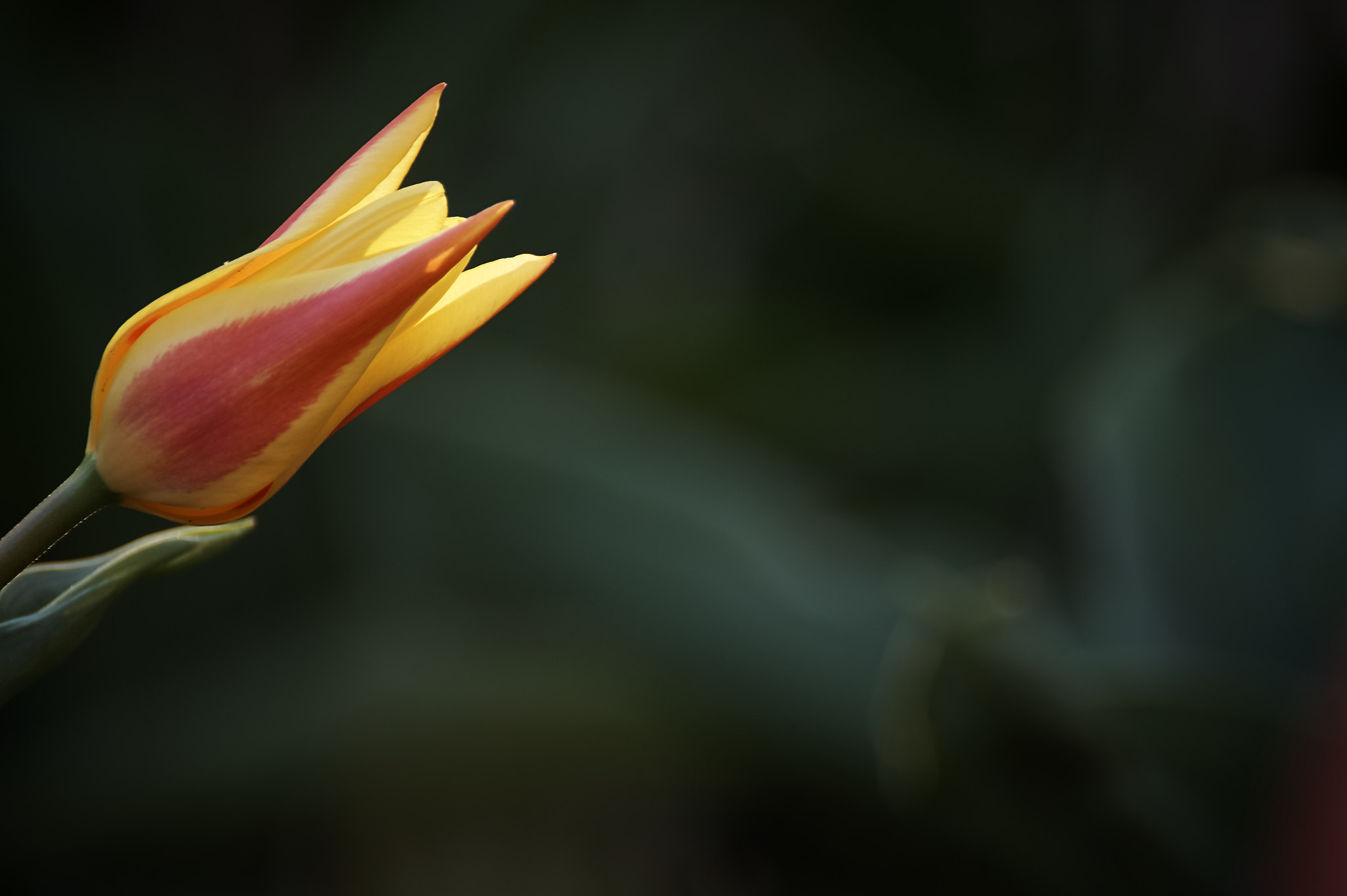 Sony DT 55-300mm F4.5-5.6 SAM sample photo. Mrs. newspring photography