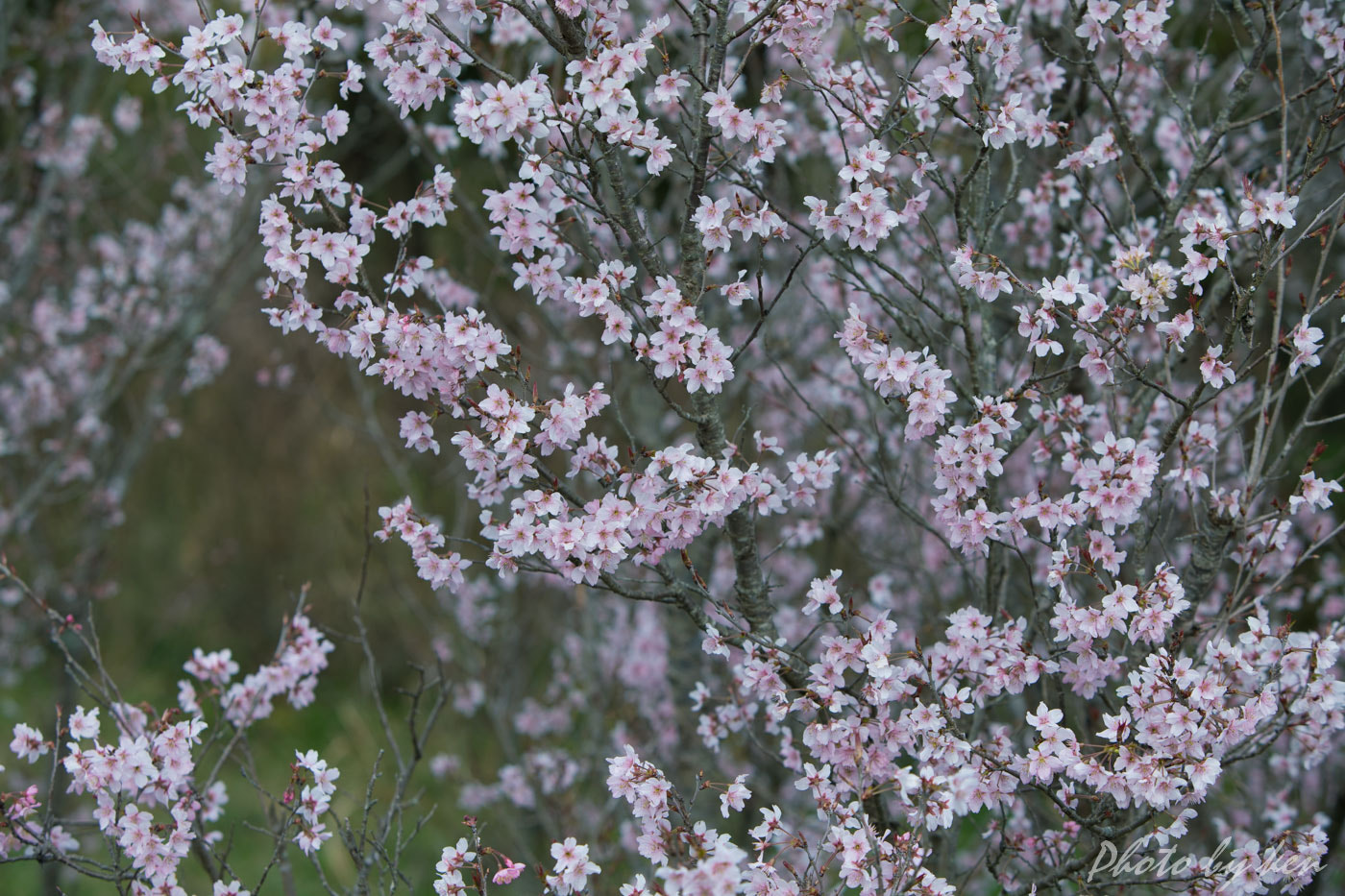 Canon EF 70-200mm F2.8L IS USM sample photo. Cherry tree photography