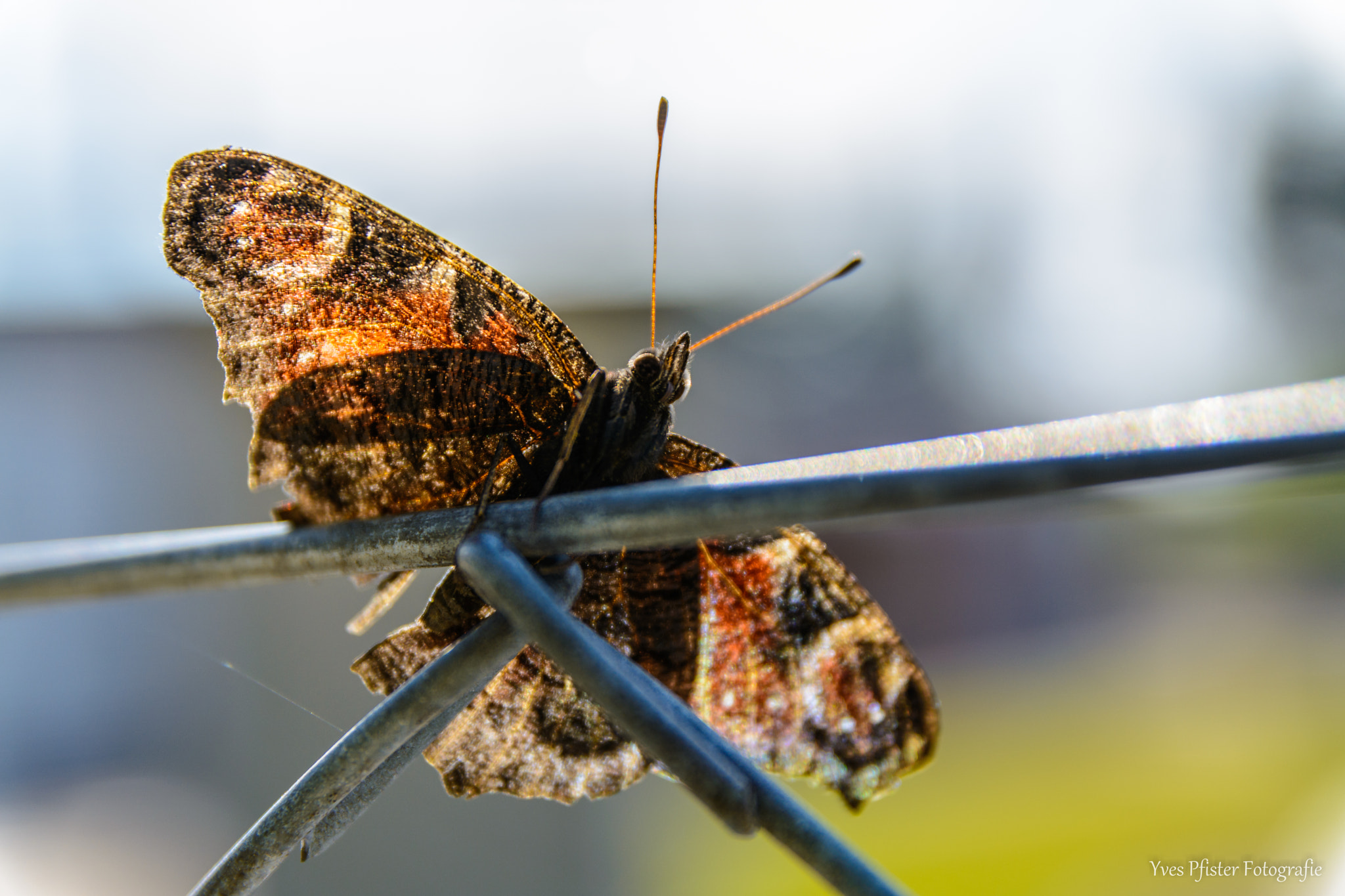 Nikon D5200 + Sigma 17-70mm F2.8-4 DC Macro OS HSM | C sample photo. Tagpfauenauge photography