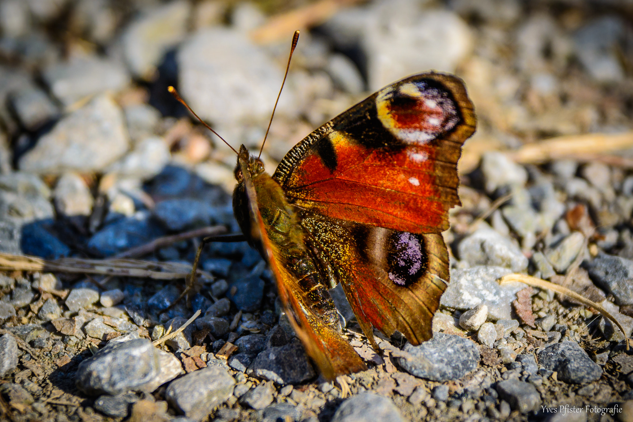 Nikon D5200 + Sigma 17-70mm F2.8-4 DC Macro OS HSM | C sample photo. Tagpfauenauge photography