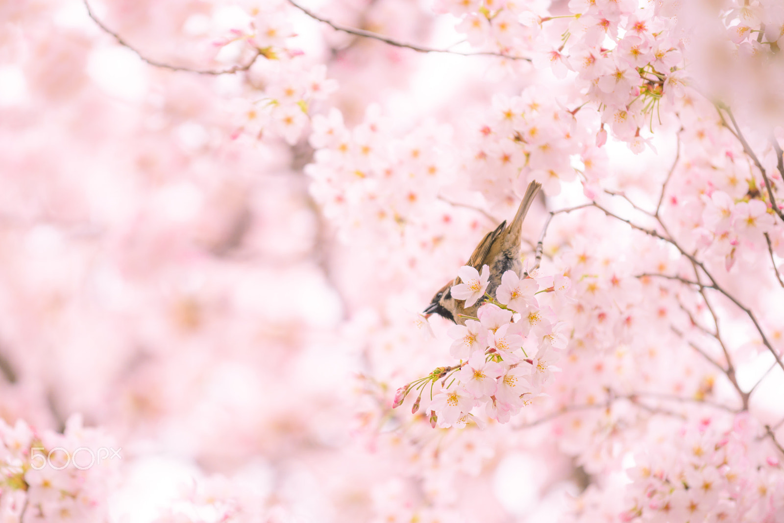 Nikon AF-S Nikkor 70-200mm F4G ED VR sample photo. Spring photography