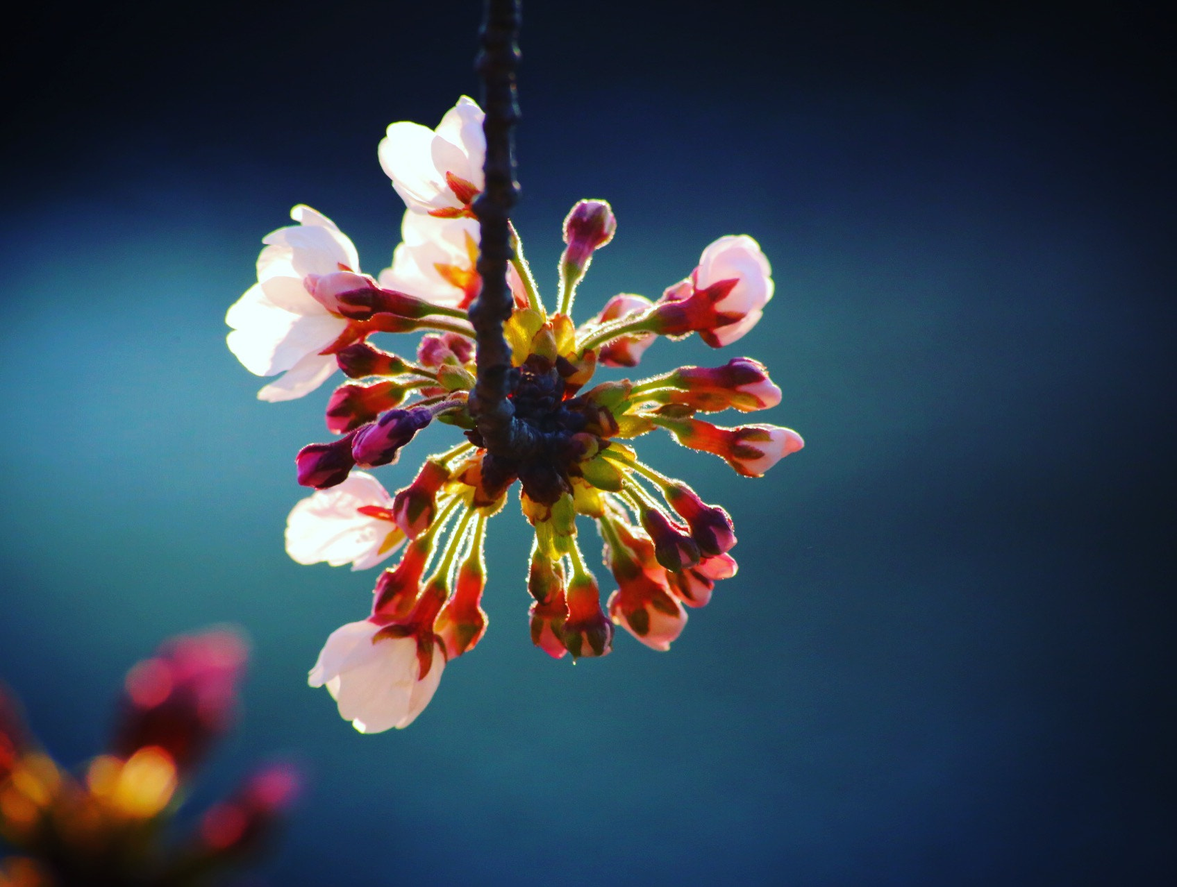 Canon 70-300mm sample photo. Cherryblossom photography