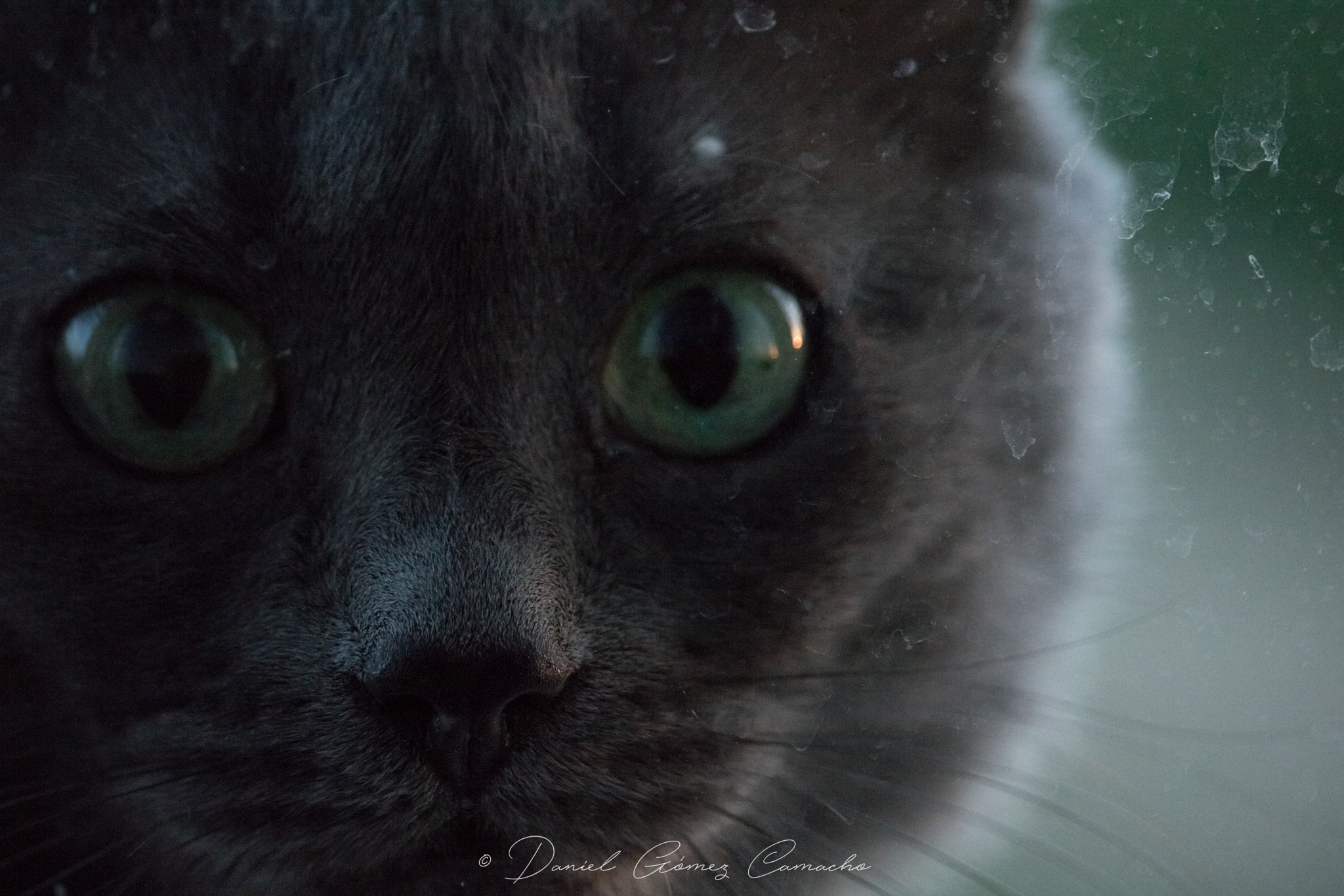 Canon EF-S 55-250mm F4-5.6 IS STM sample photo. Gatogrenly photography