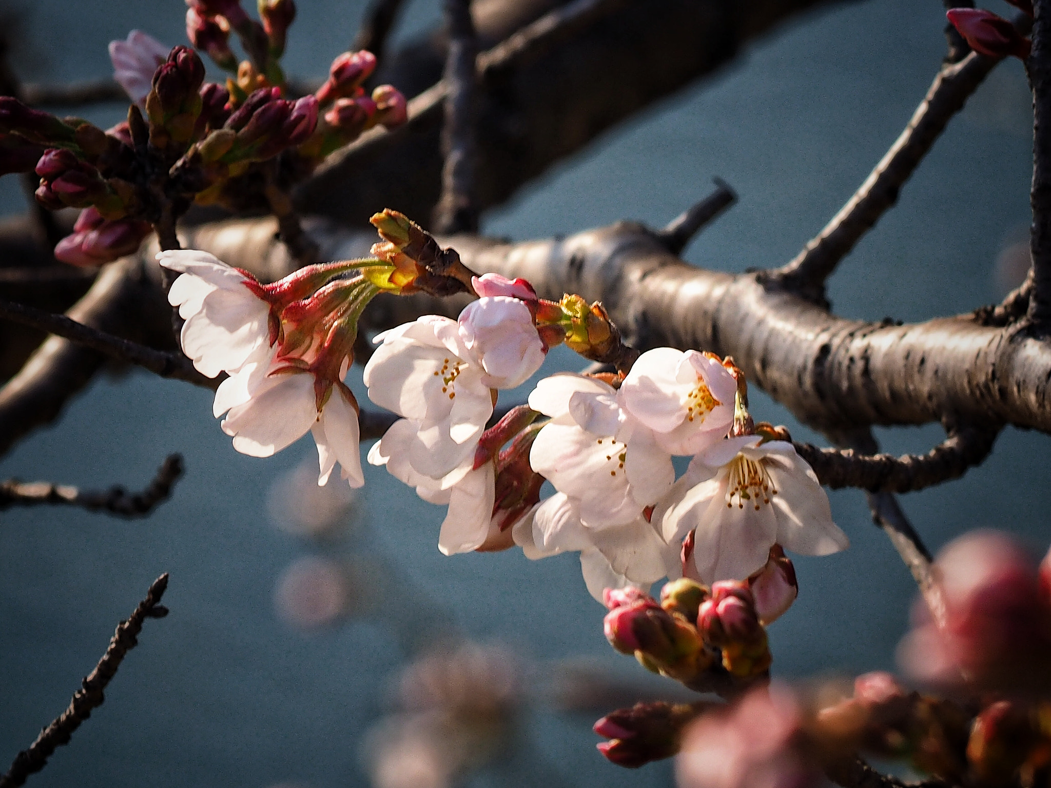 Olympus OM-D E-M1 sample photo. Spring beauty in japan photography