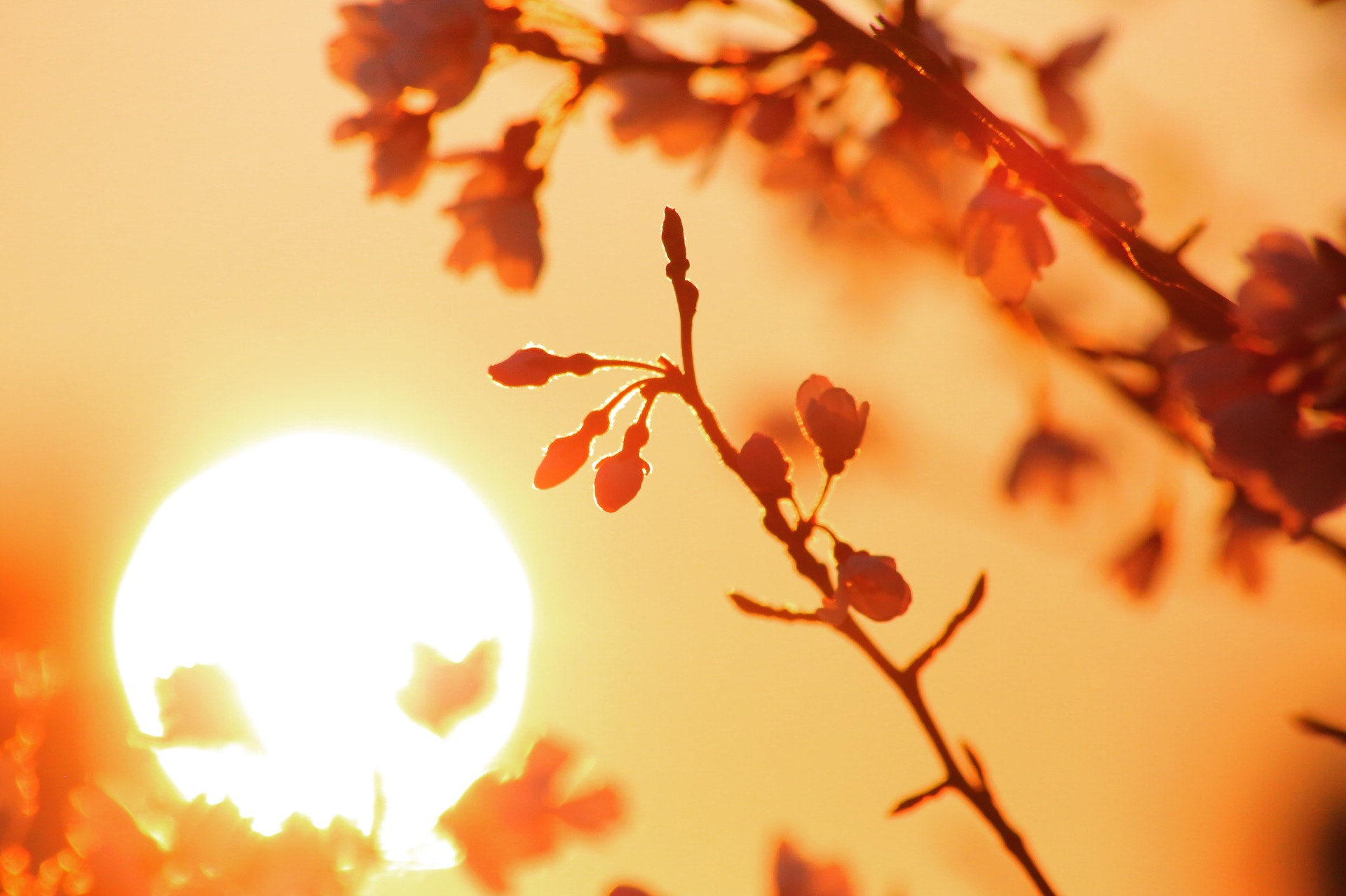 Canon 70-300mm sample photo. Sunset cherryblossom photography