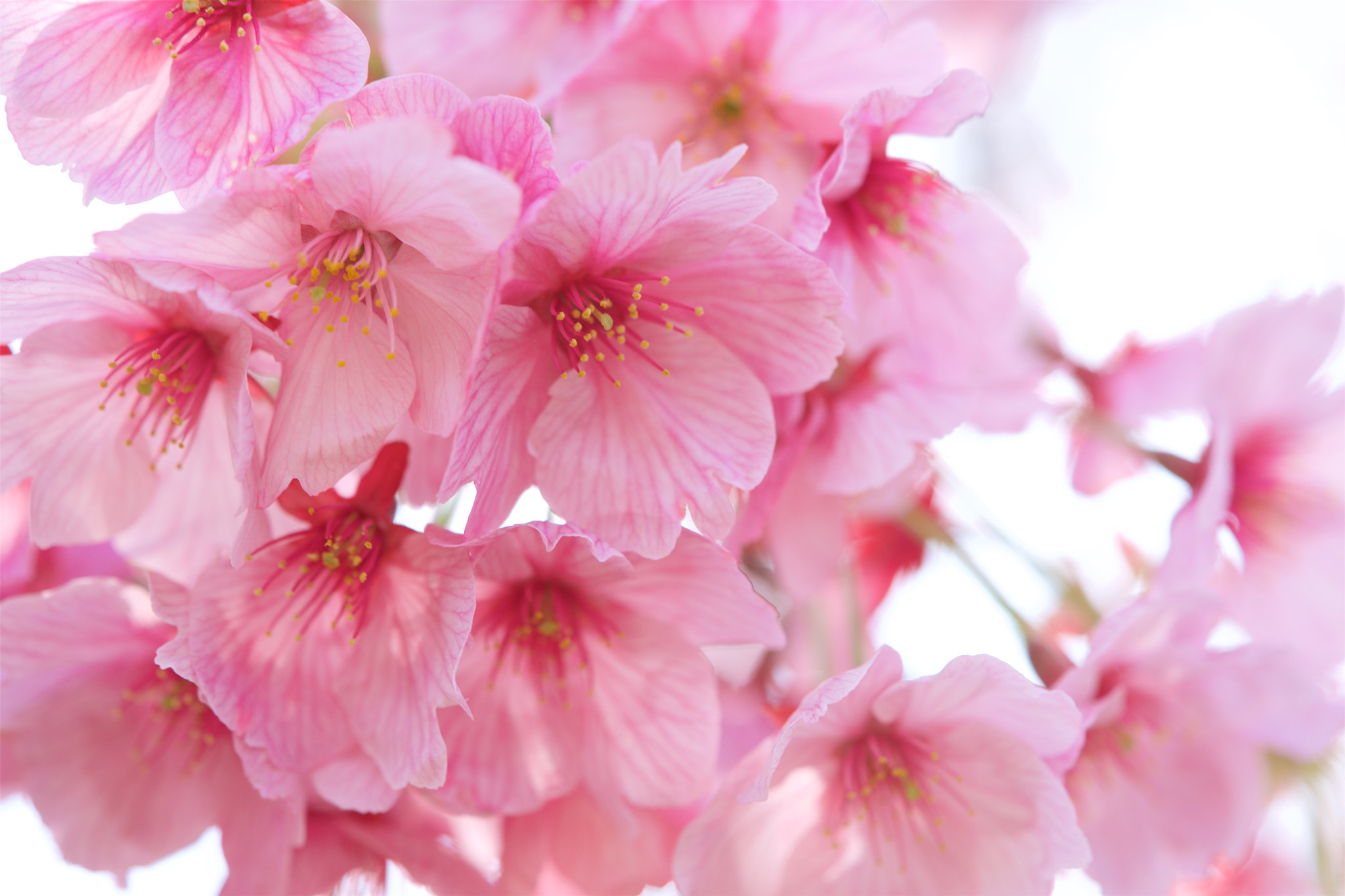 Sony FE 90mm F2.8 Macro G OSS sample photo. Flowers 4754 photography