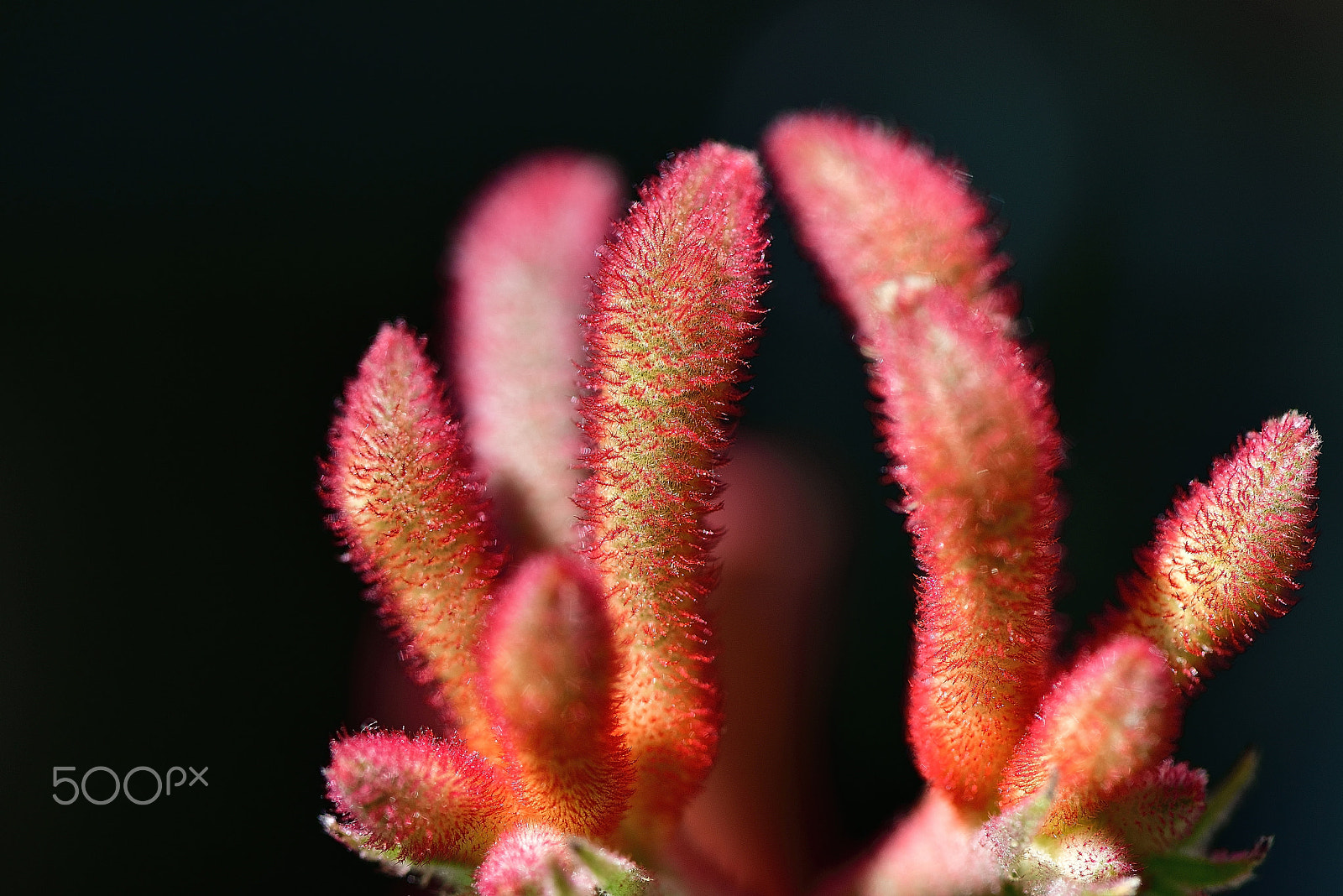 Nikon AF-S Micro-Nikkor 105mm F2.8G IF-ED VR sample photo. Spring grass sprouts photography