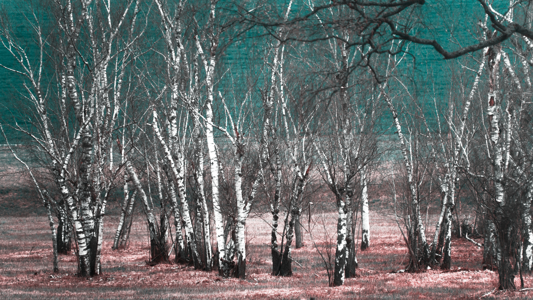Nikon D7100 sample photo. Art of nature photography