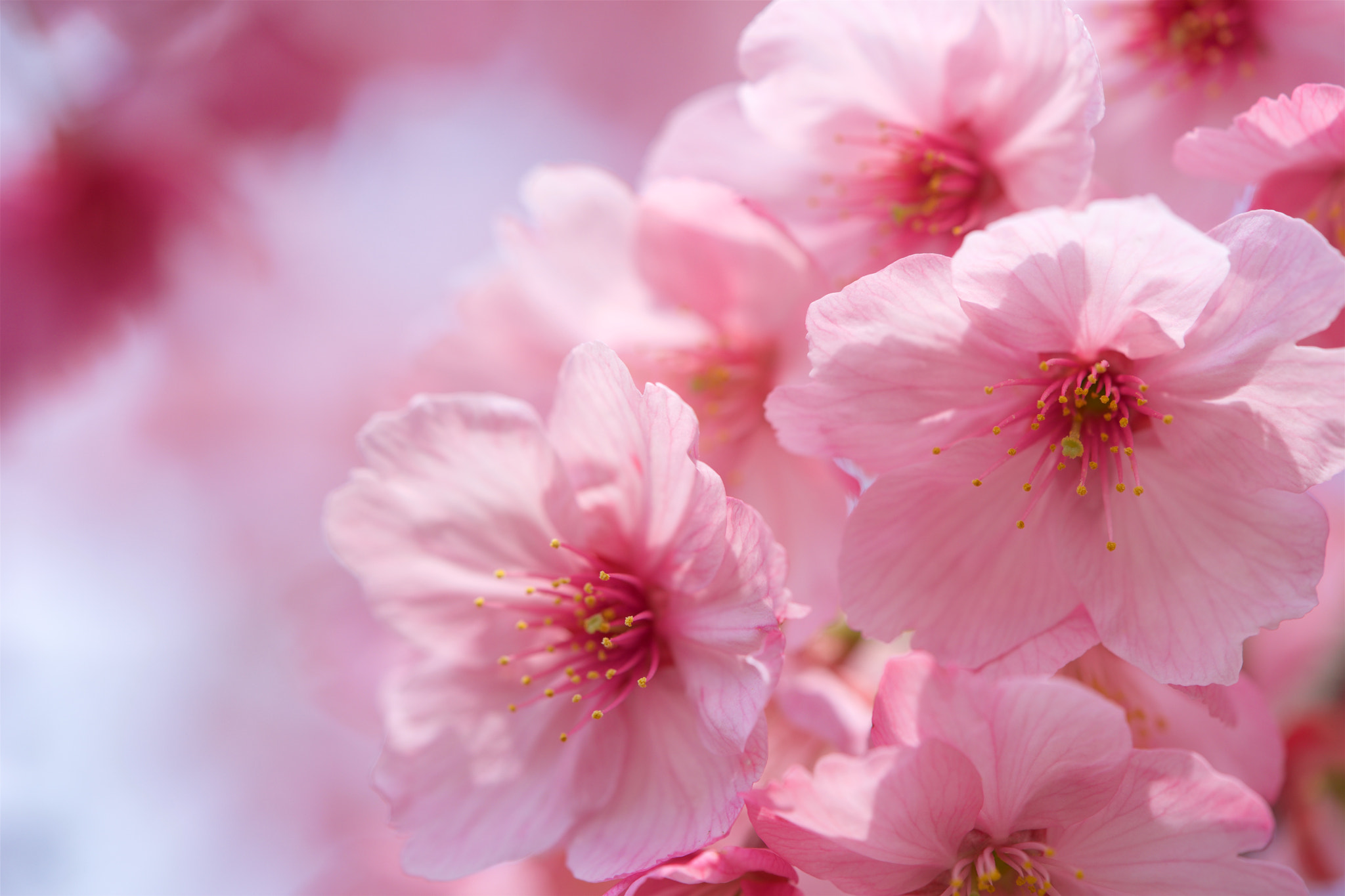 Sony a7 + Sony FE 90mm F2.8 Macro G OSS sample photo. Flowers 4755 photography