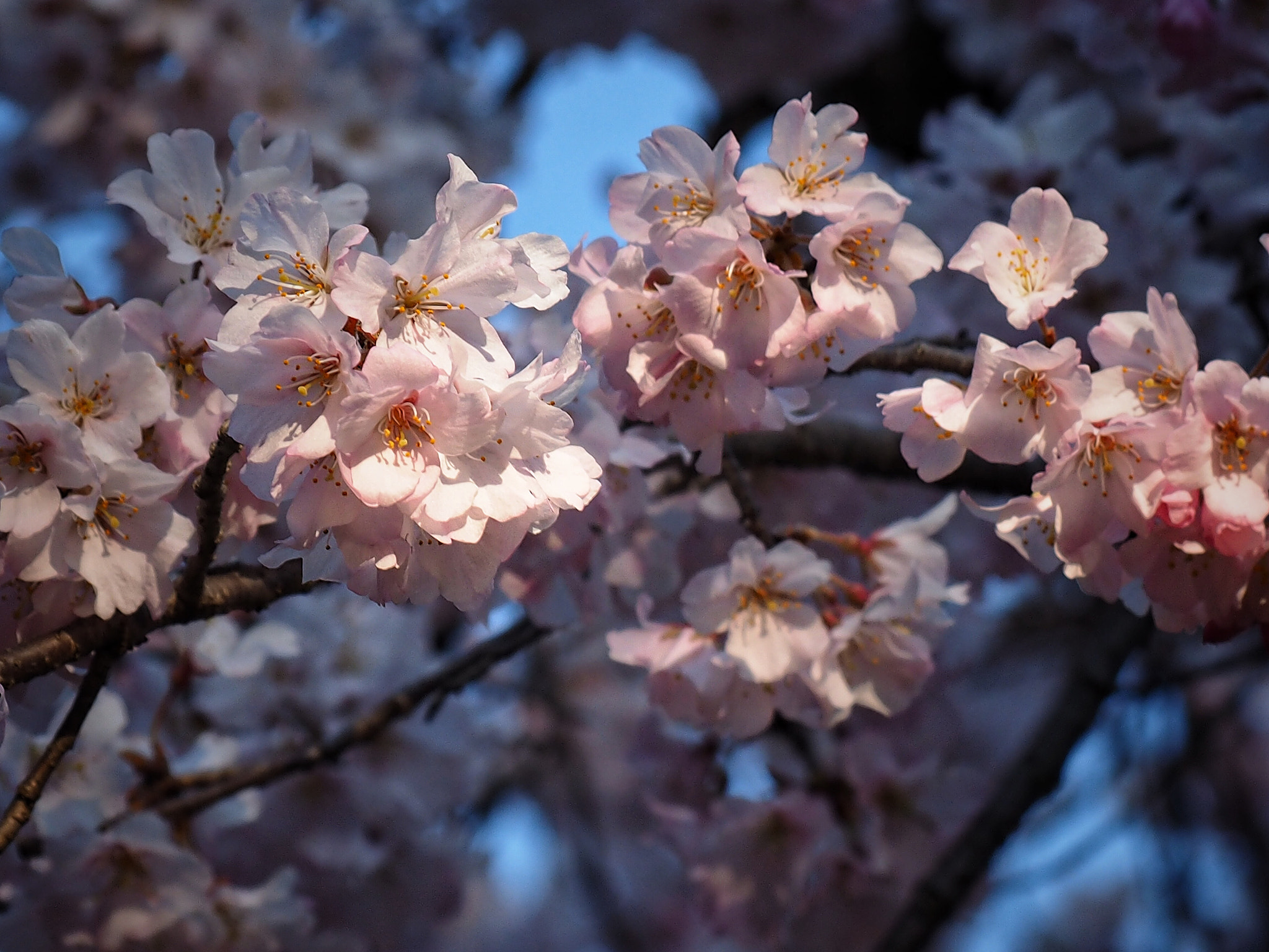 Olympus OM-D E-M1 sample photo. Spring beauty in japan 2 photography
