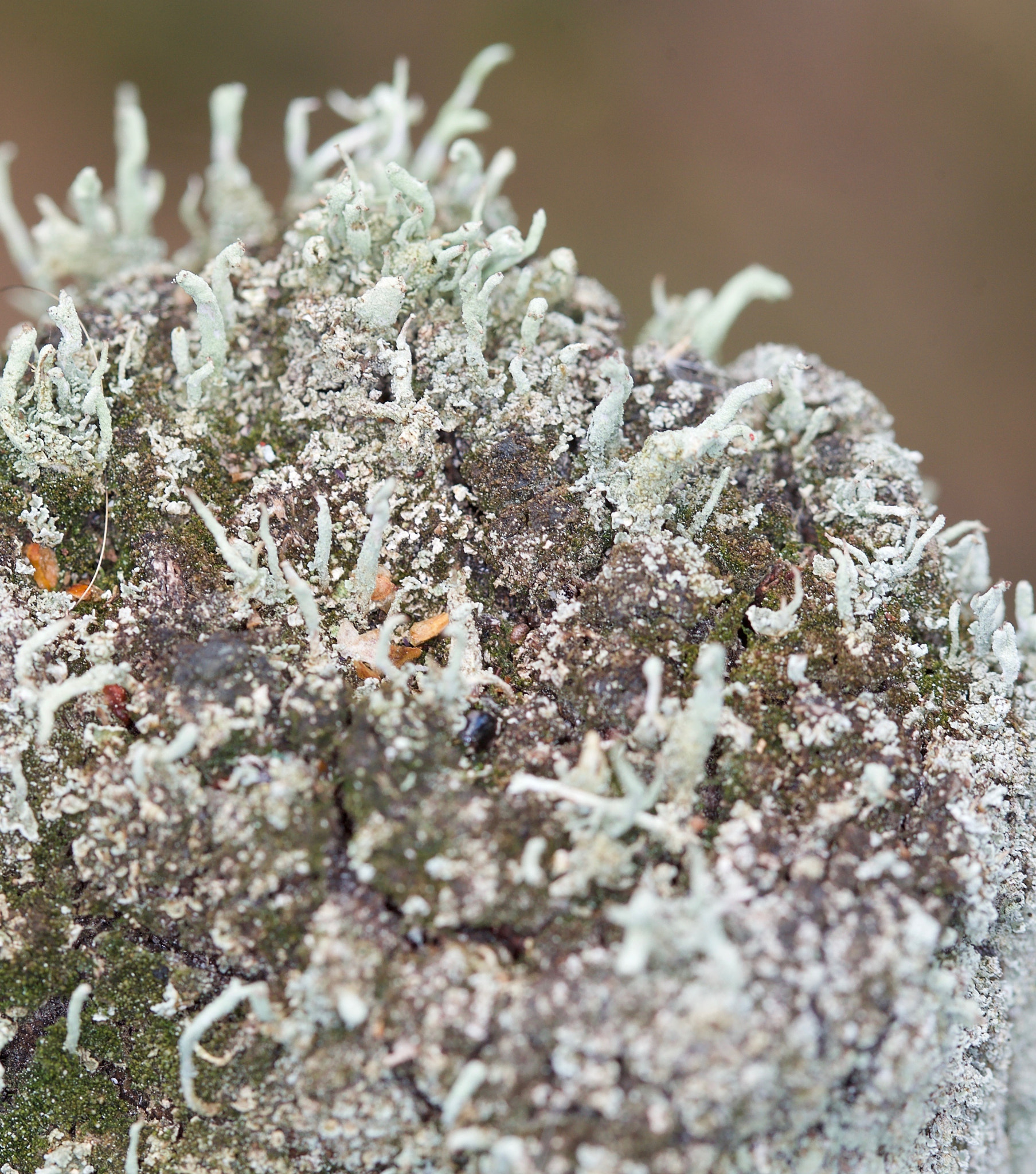 Canon EF 100mm F2.8 Macro USM sample photo. Various macro photography