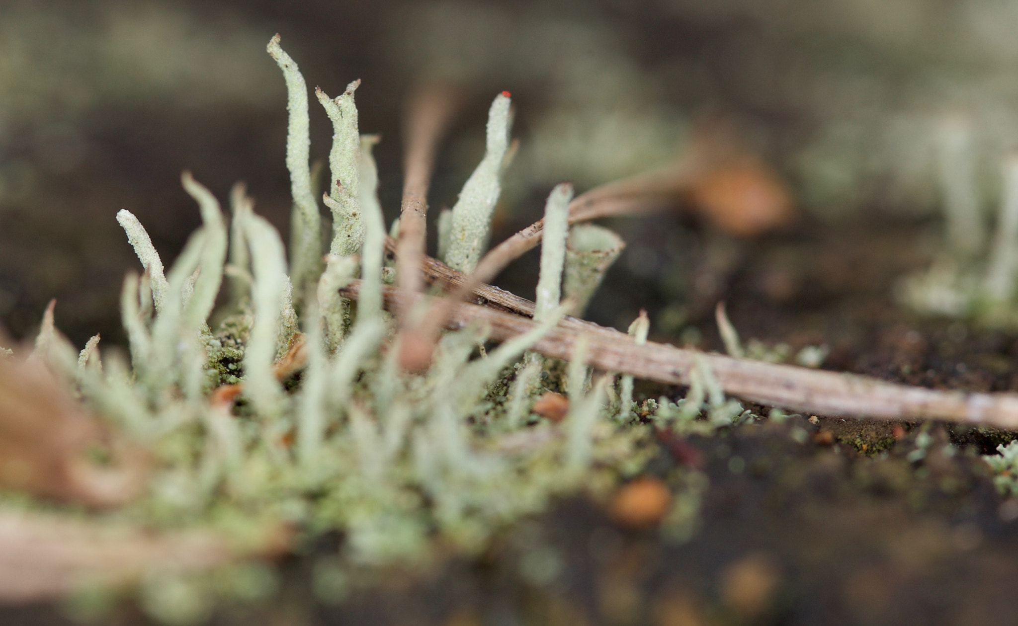 Canon EF 100mm F2.8 Macro USM sample photo. Various macro photography