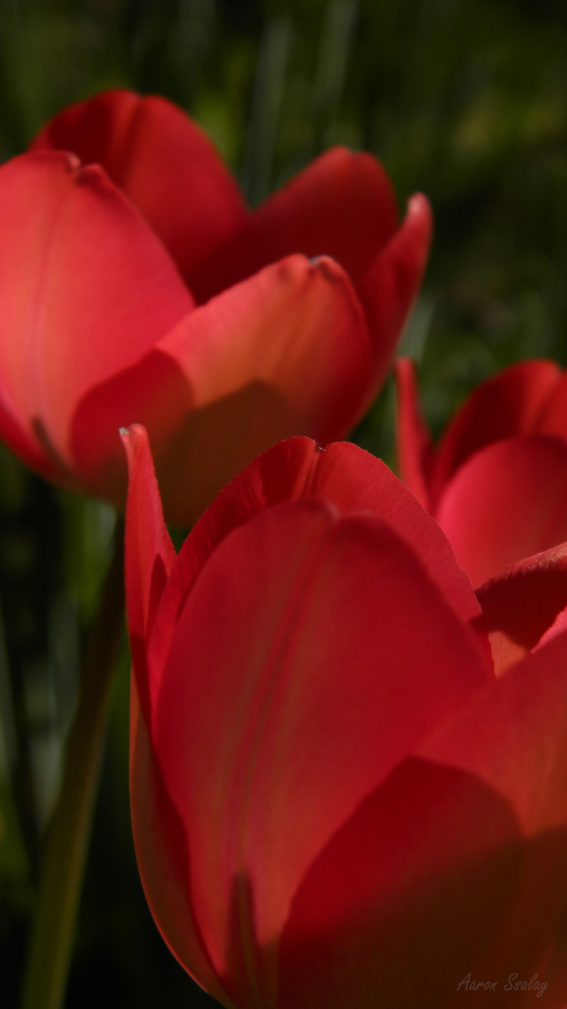 Olympus SP-620UZ sample photo. Tulips photography