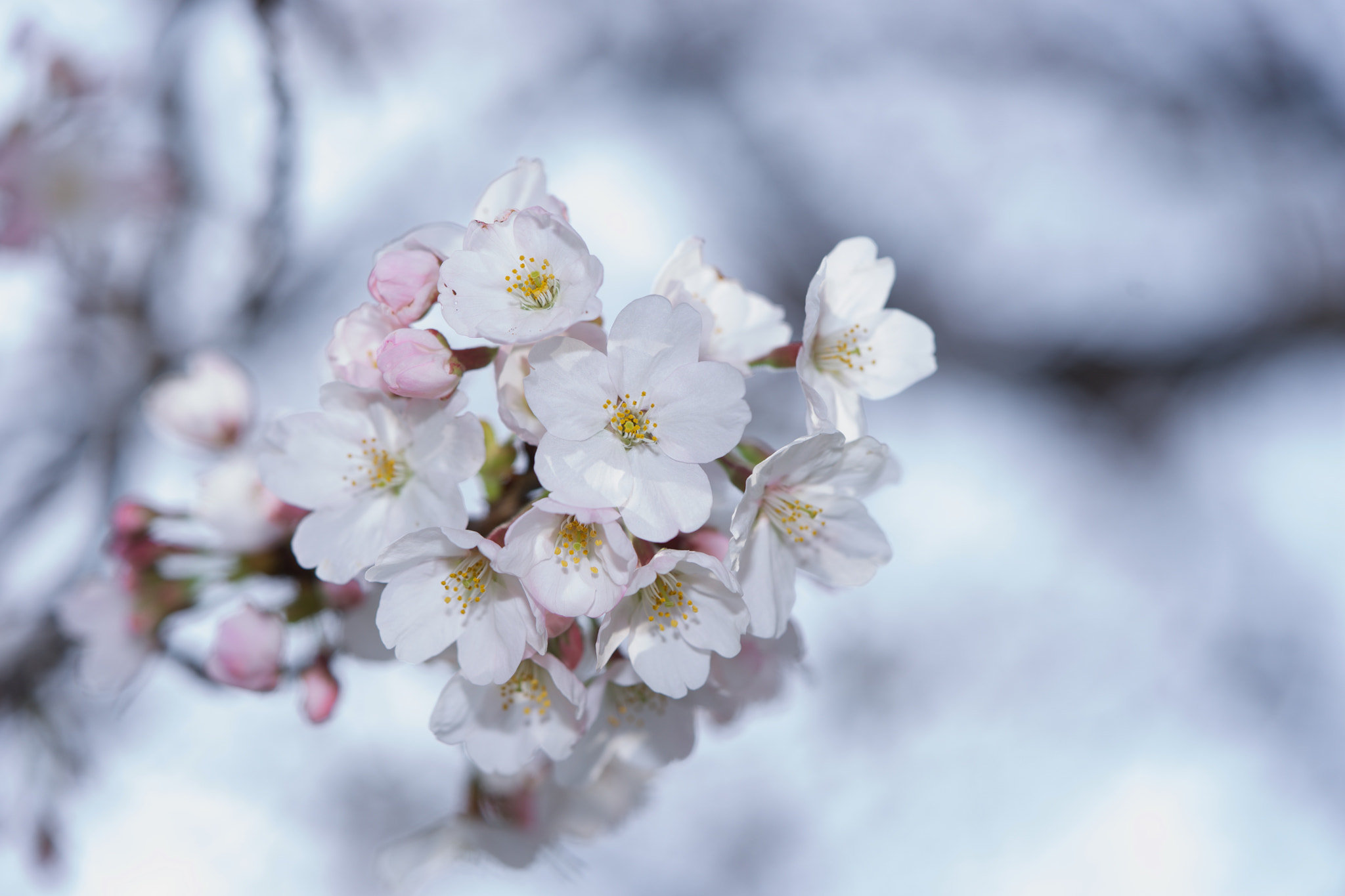 Sony a7 + Sony FE 90mm F2.8 Macro G OSS sample photo. Flowers 4760 photography