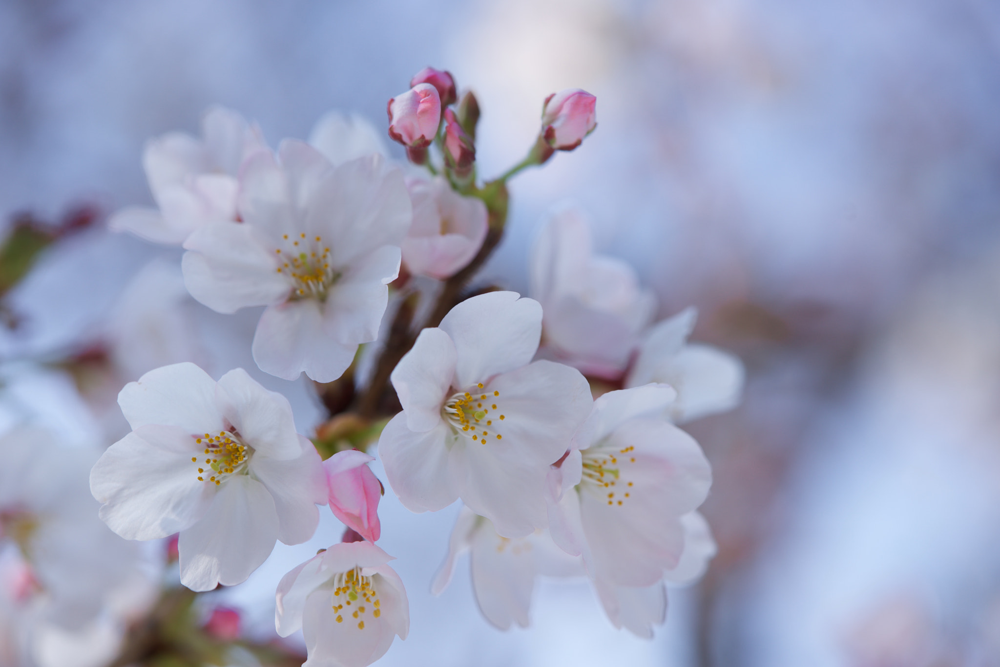 Sony a7 + Sony FE 90mm F2.8 Macro G OSS sample photo. Flowers 4761 photography