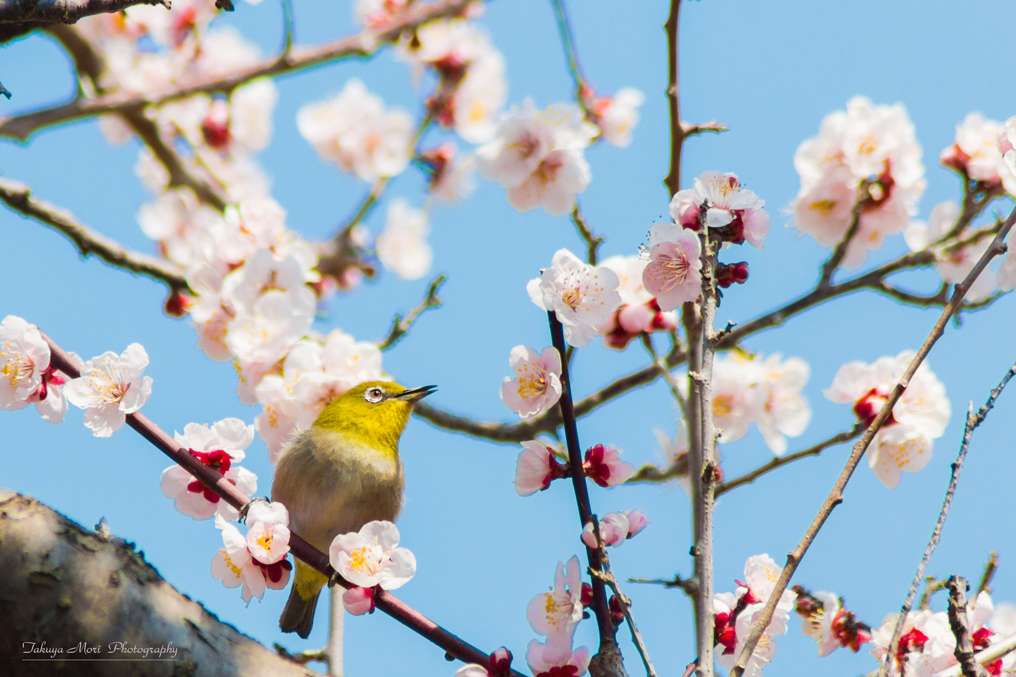 Canon EOS 70D + Tamron AF 70-300mm F4-5.6 Di LD Macro sample photo. 春の日 photography