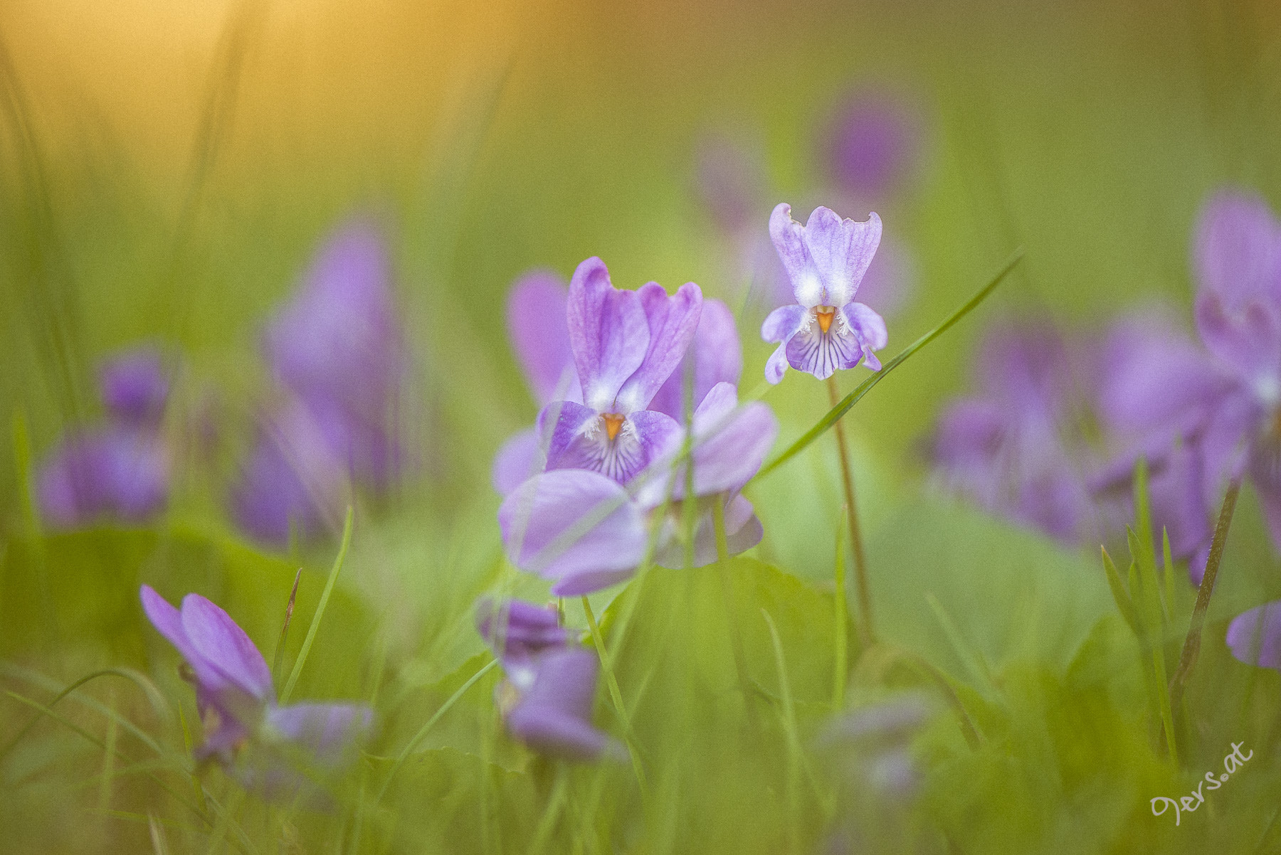 Nikon AF-S Micro-Nikkor 105mm F2.8G IF-ED VR sample photo. Violet photography