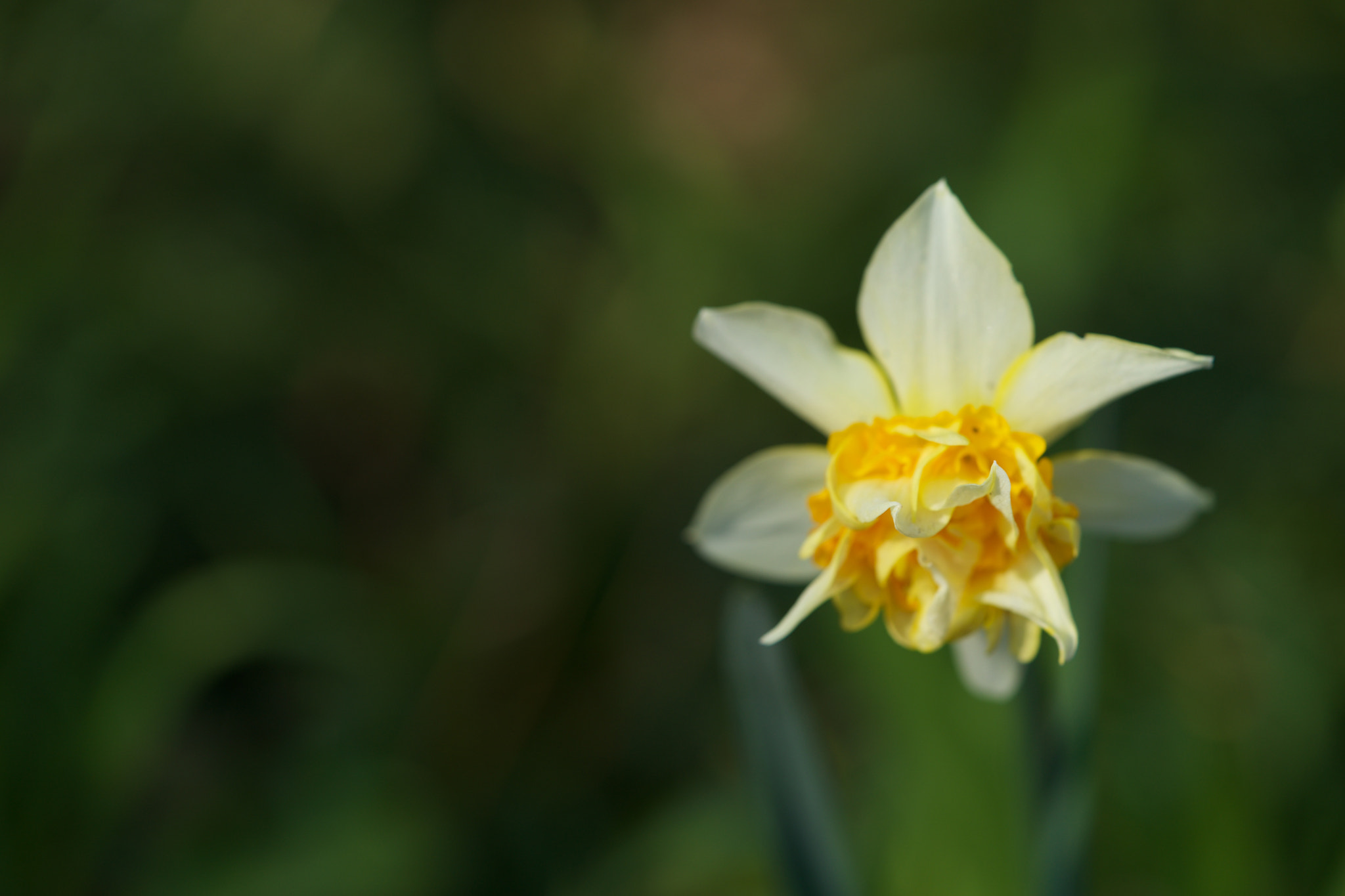 Sony FE 90mm F2.8 Macro G OSS sample photo. Flowers 4763 photography