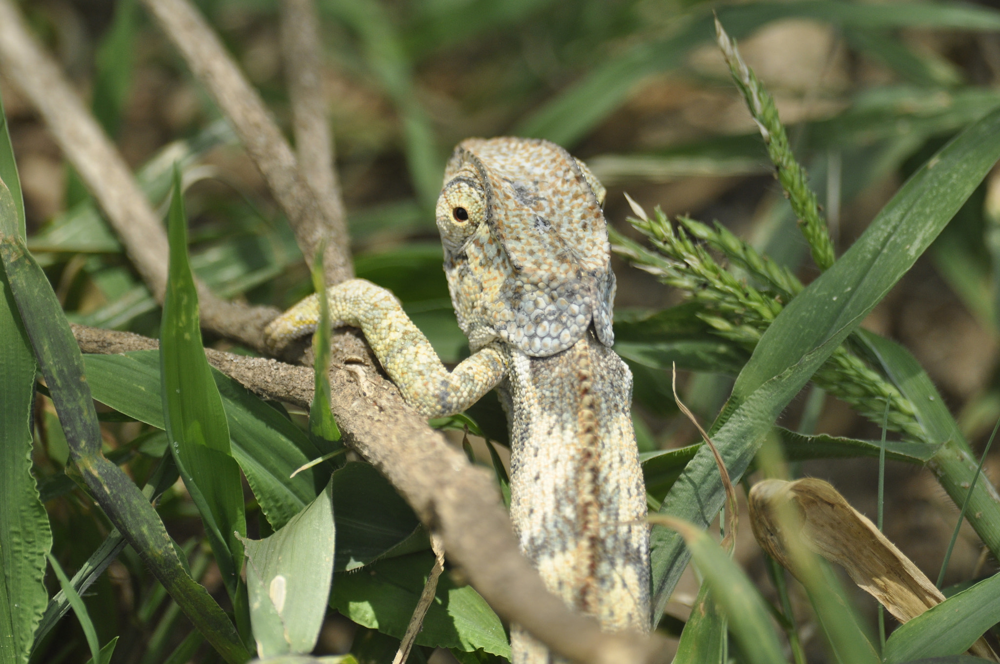 Nikon D90 + Sigma 70-300mm F4-5.6 APO Macro Super II sample photo. Silent stroll photography