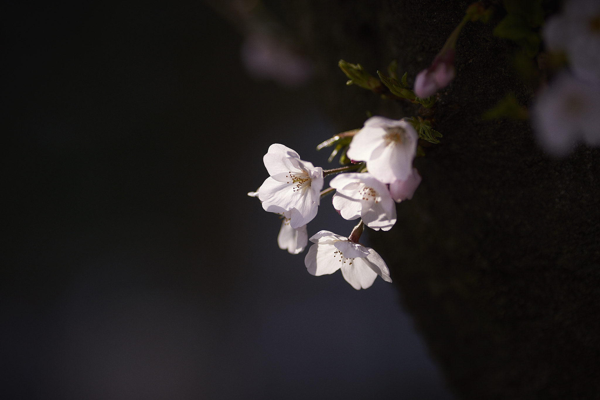 Canon EOS-1D X + Canon EF 200mm f/2.8L sample photo. 桜花 photography