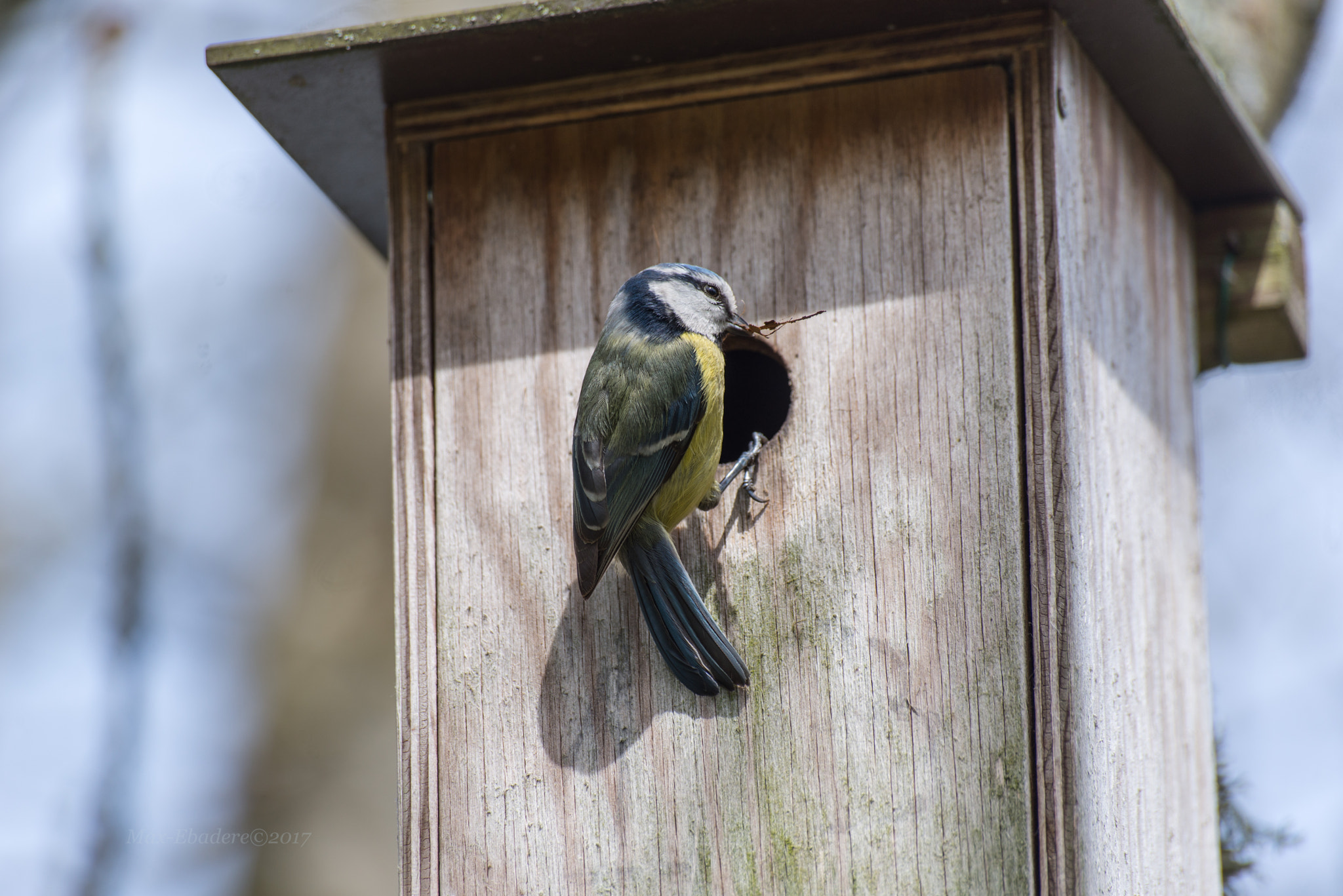 Sigma 70-300mm F4-5.6 APO DG Macro sample photo. Le printemps photography