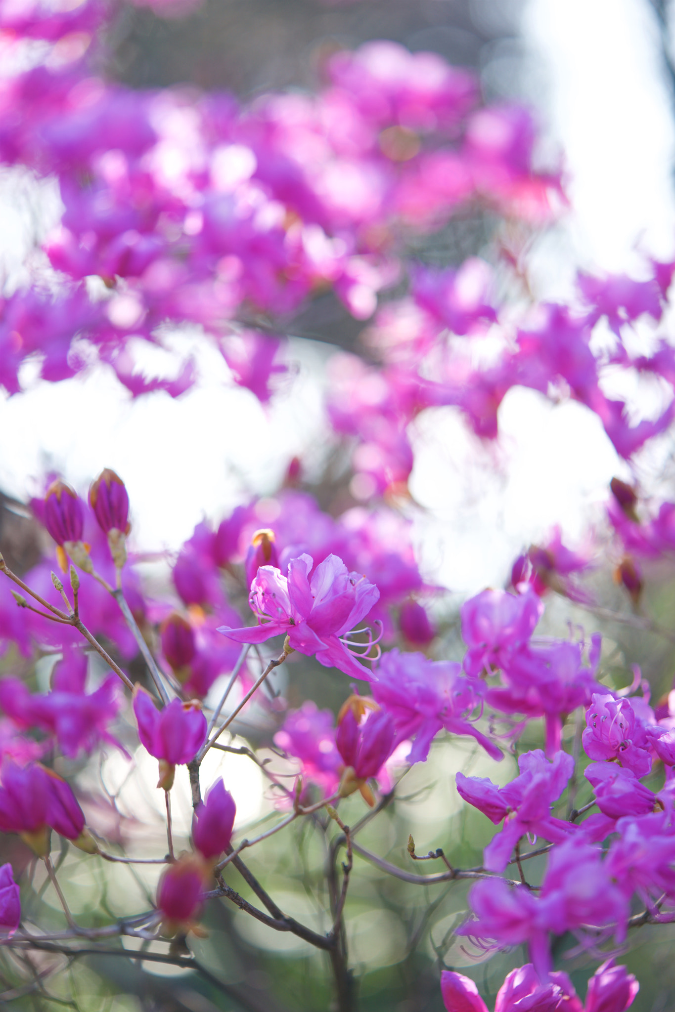 Sony FE 90mm F2.8 Macro G OSS sample photo. Flowers 4765 photography