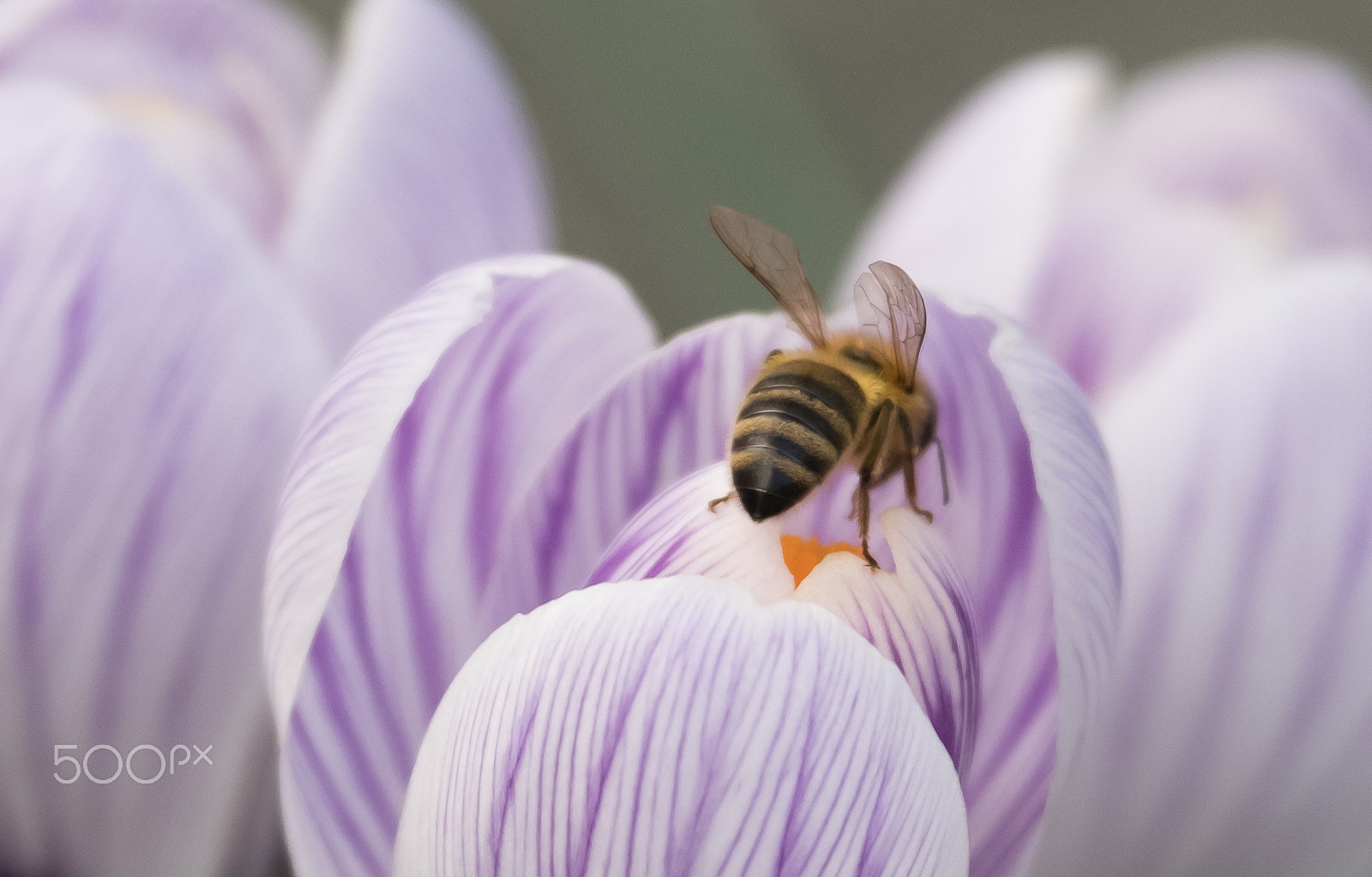 Fujifilm X-T2 + XF50-140mmF2.8 R LM OIS WR + 1.4x sample photo. Dscf photography