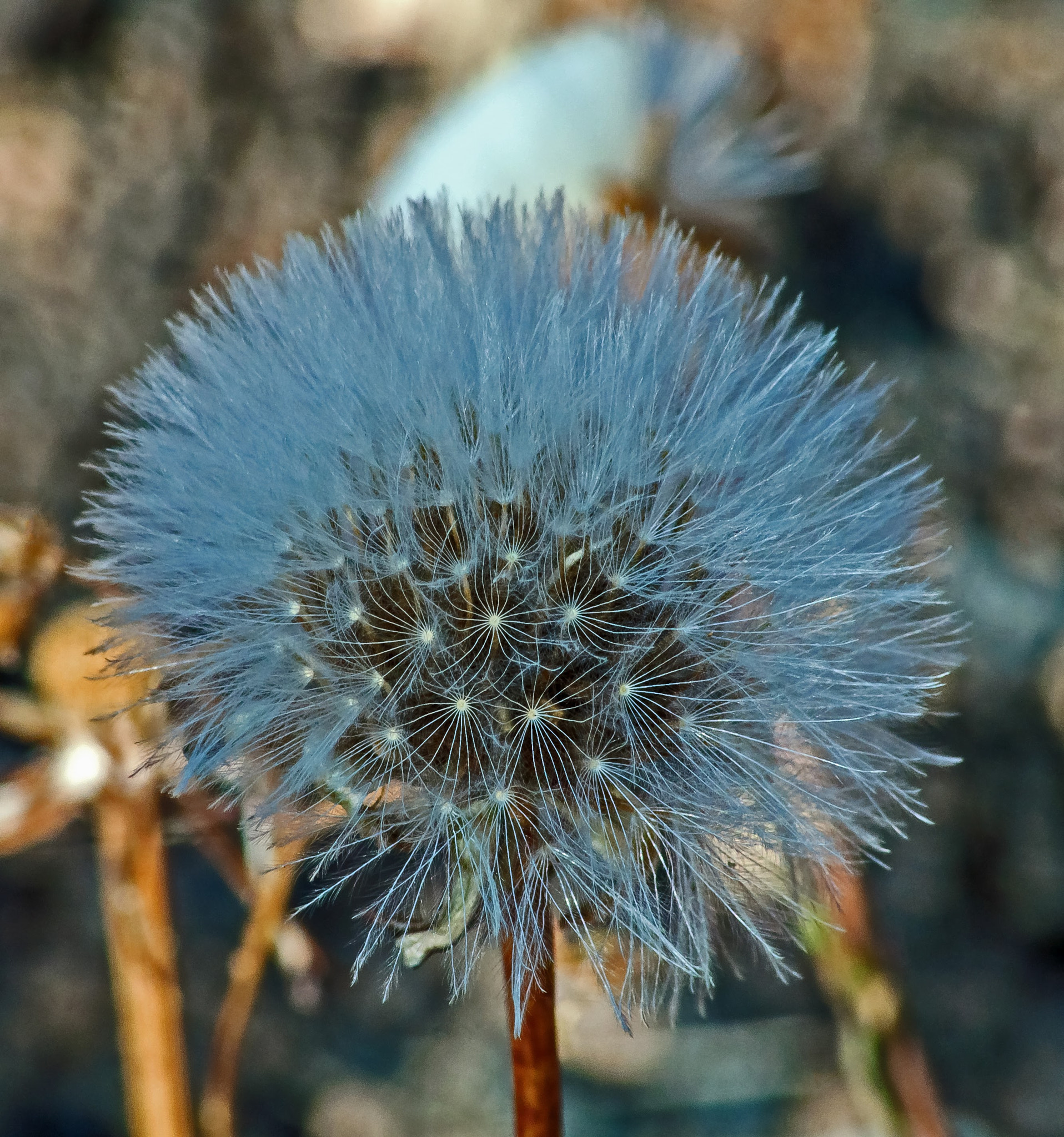 Sigma 70-300mm F4-5.6 APO DG Macro sample photo. D' leon photography