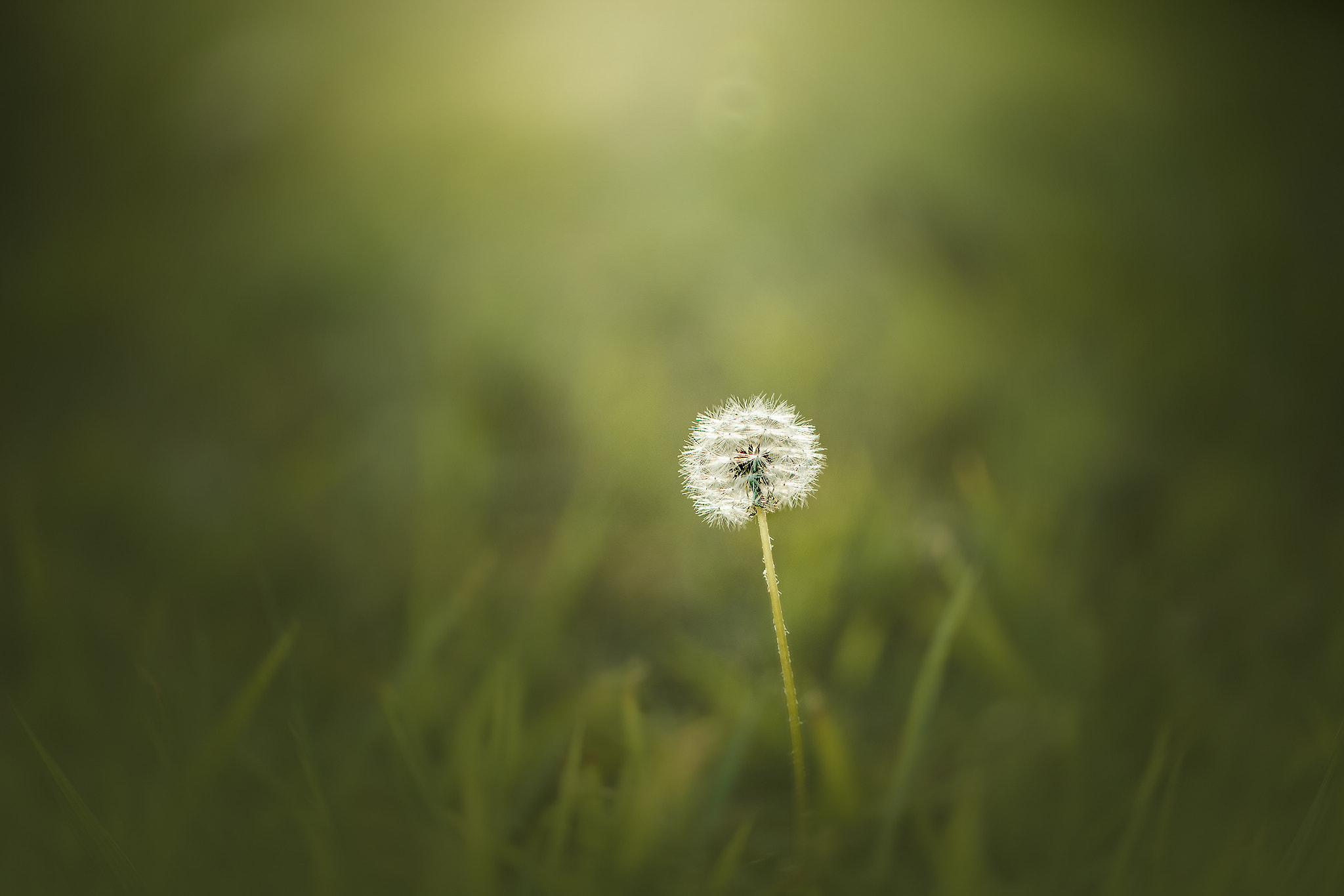 Canon EF 100mm F2.8L Macro IS USM sample photo. Sun photography