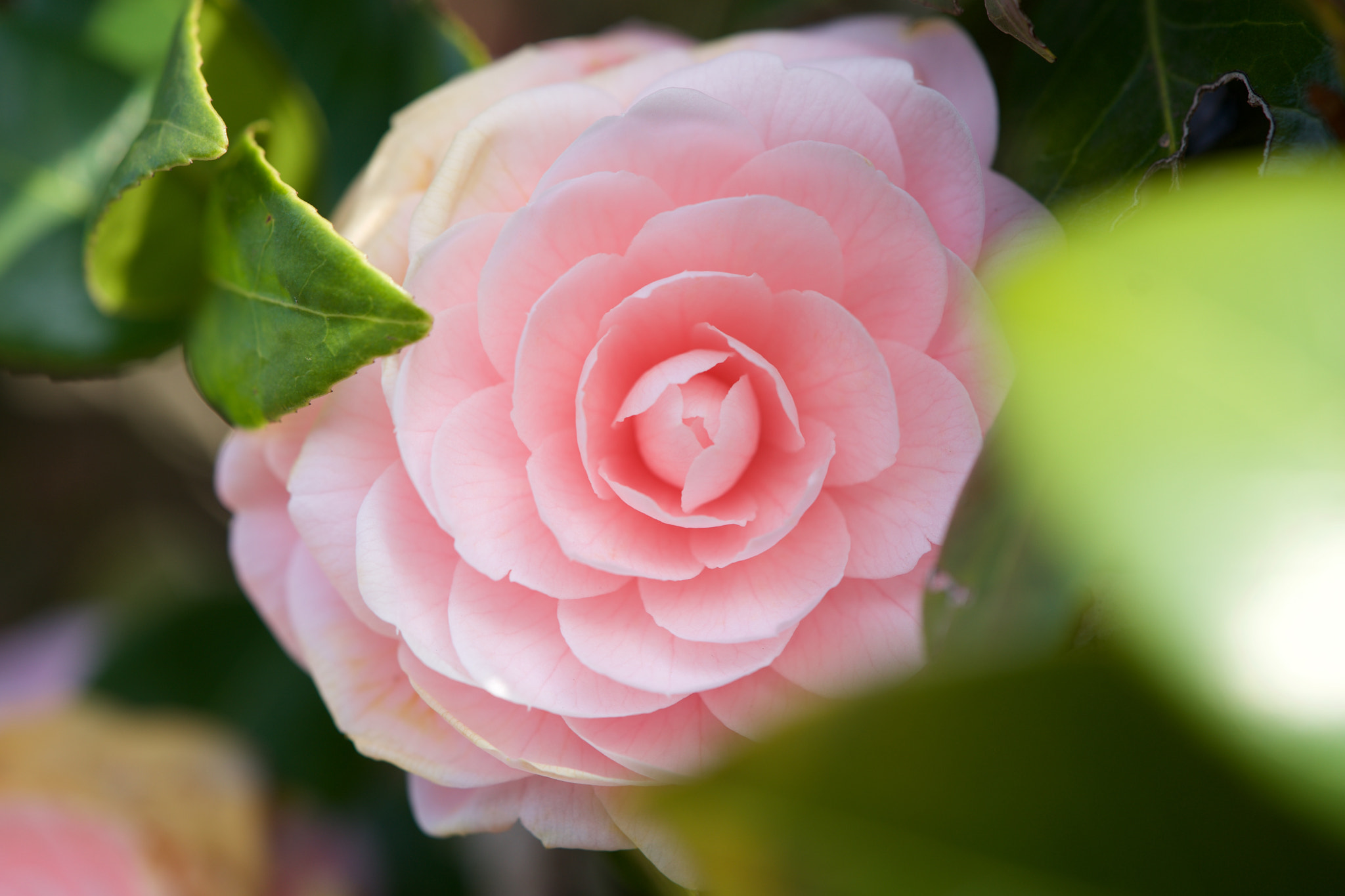 Sony FE 90mm F2.8 Macro G OSS sample photo. Flowers 4767 photography