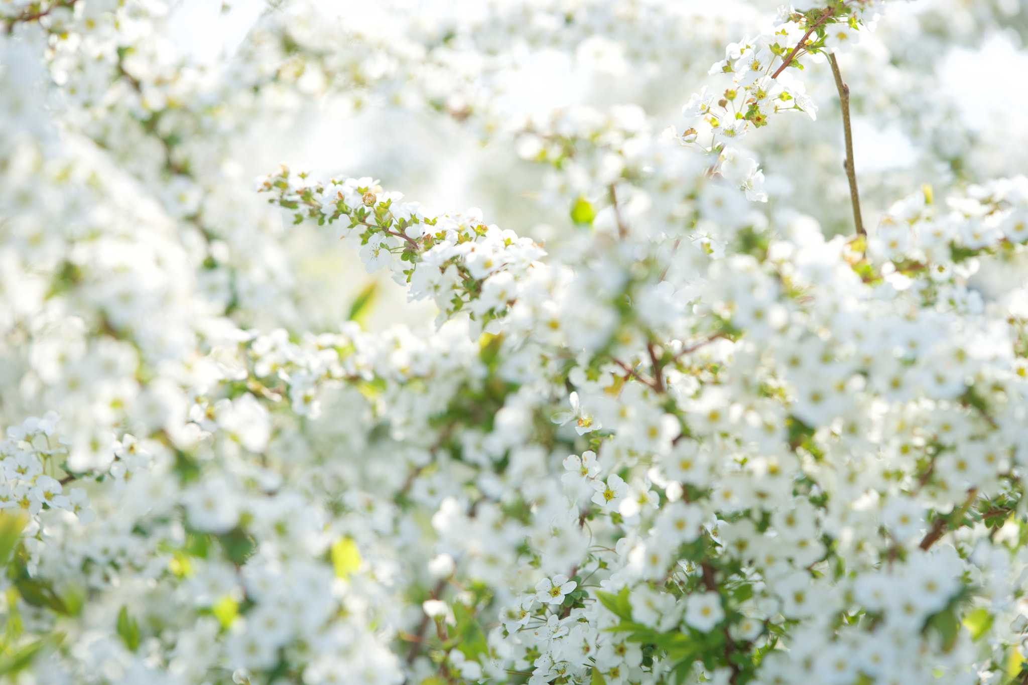 Sony a7 + Sony FE 90mm F2.8 Macro G OSS sample photo. Flowers 4768 photography