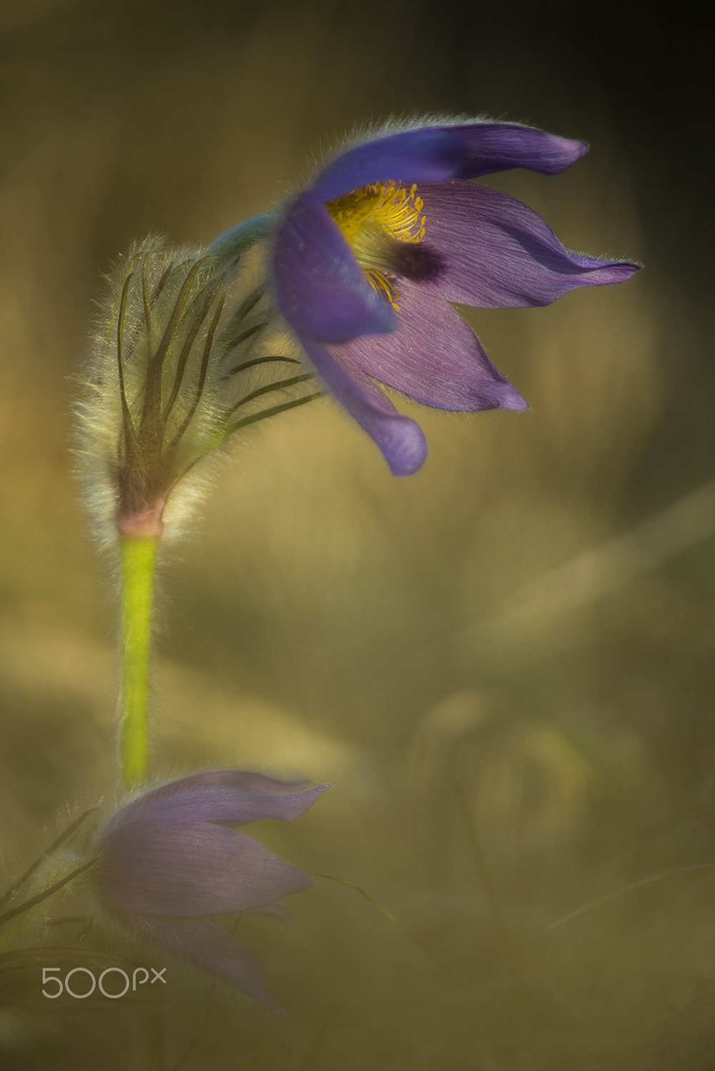 Nikon D610 + Sigma APO Tele Macro 400mm F5.6 sample photo. Sunset lights photography