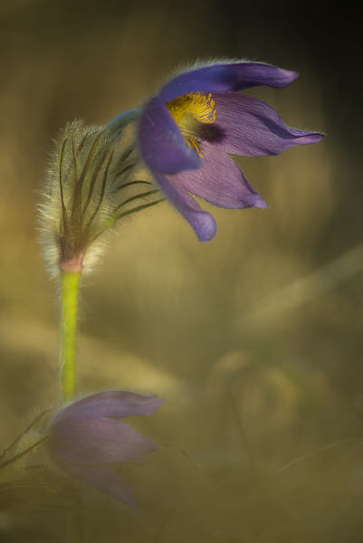 Sigma APO Tele Macro 400mm F5.6 sample photos - ExploreCams