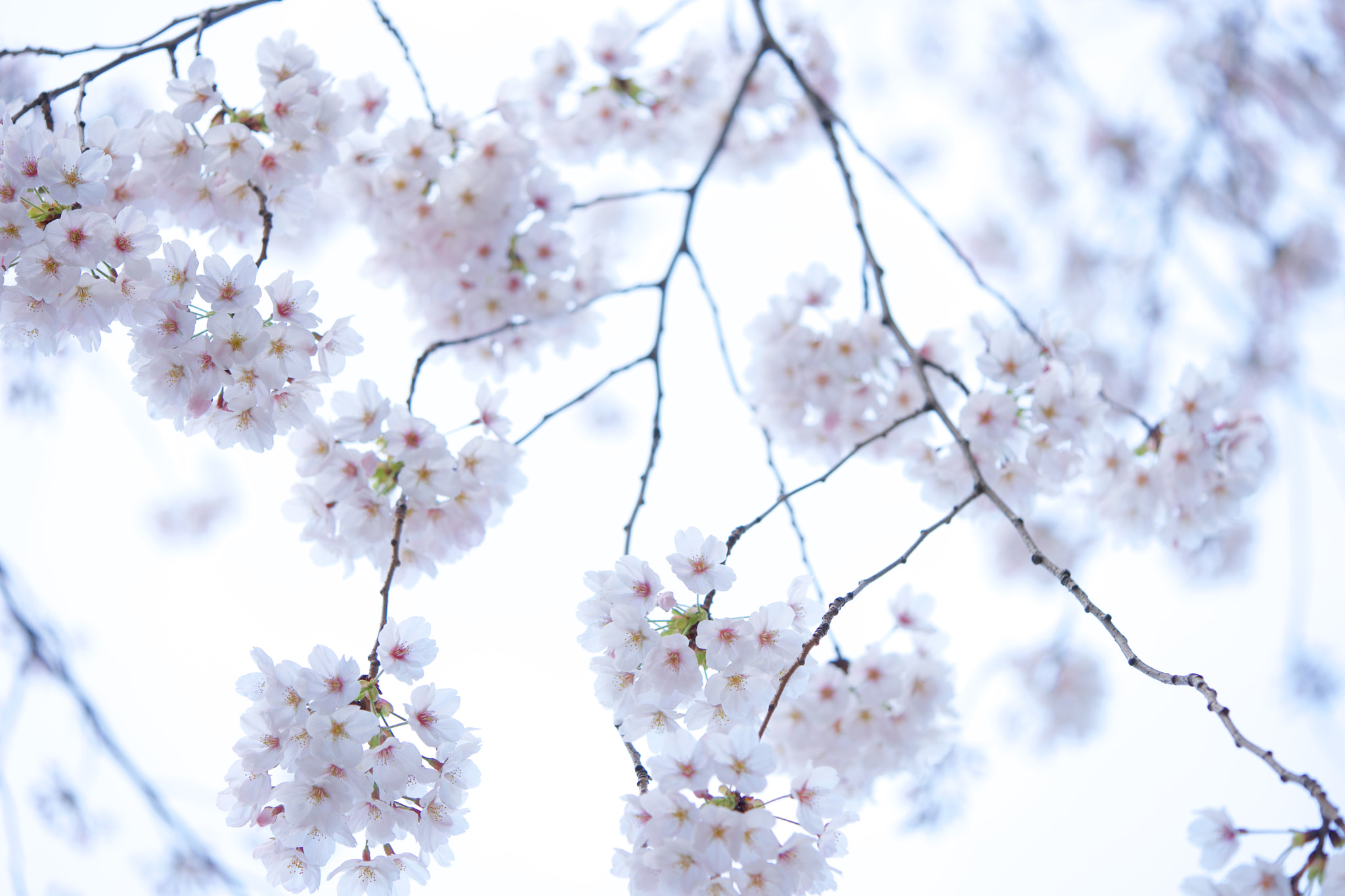 Sony a7 + Sony FE 90mm F2.8 Macro G OSS sample photo. Flowers 4771 photography