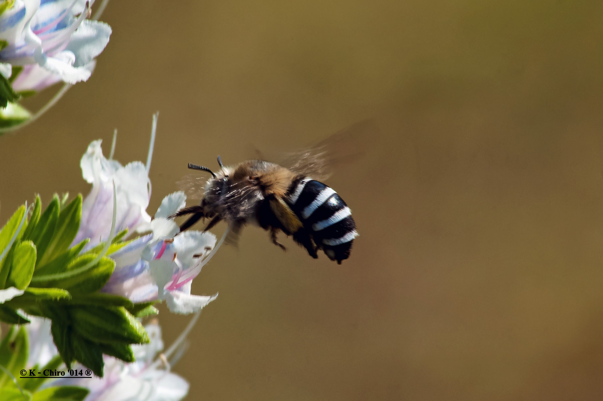 Nikon D90 + Sigma 70-300mm F4-5.6 APO DG Macro sample photo. El rey de las flores photography